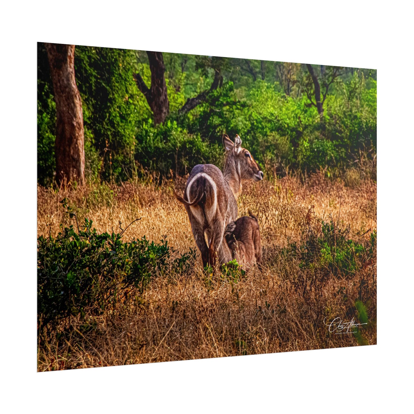 Waterbuck Baby Animal Posters