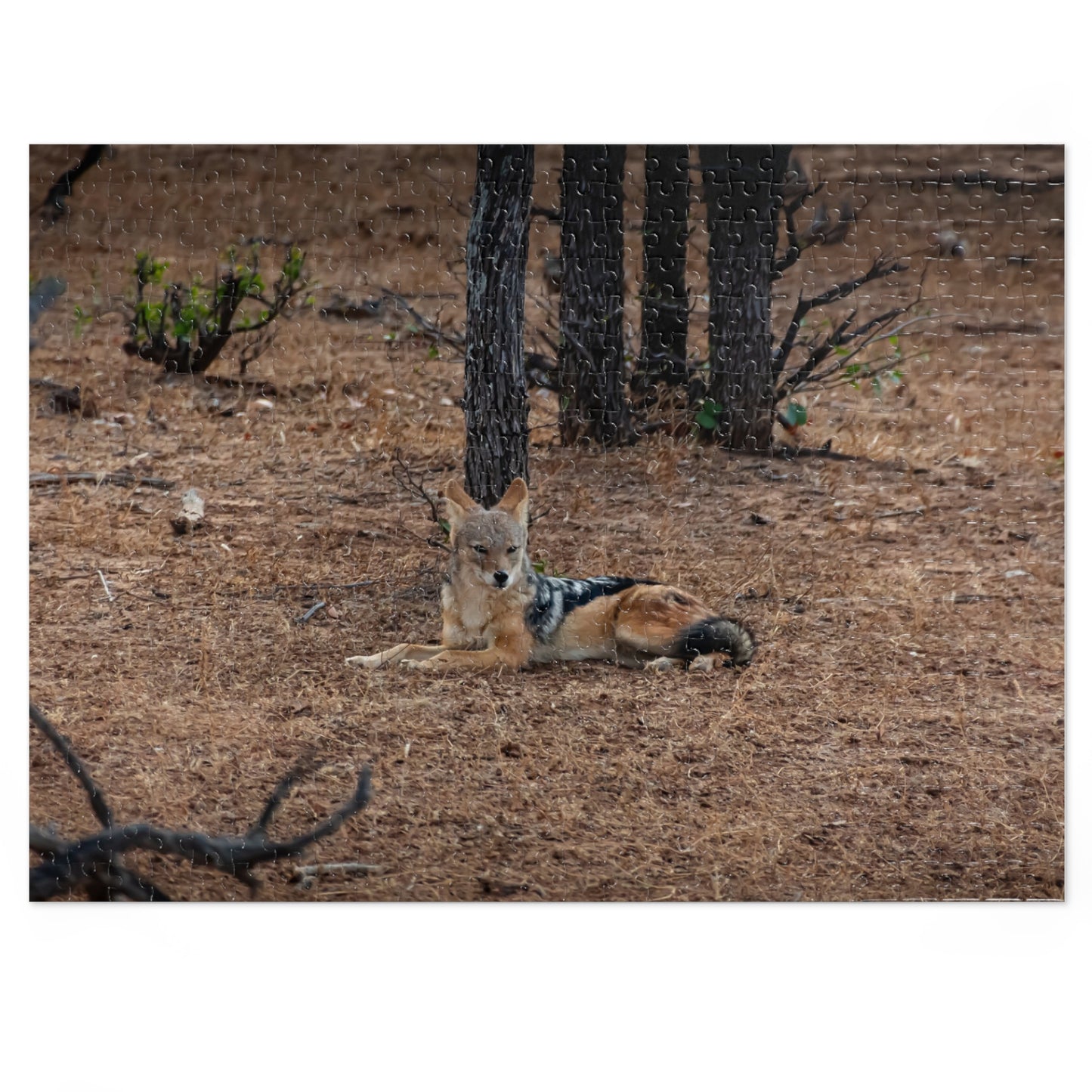 Jackal Photo Jigsaw Puzzle with Tin 21" × 15.5" (500 pcs)