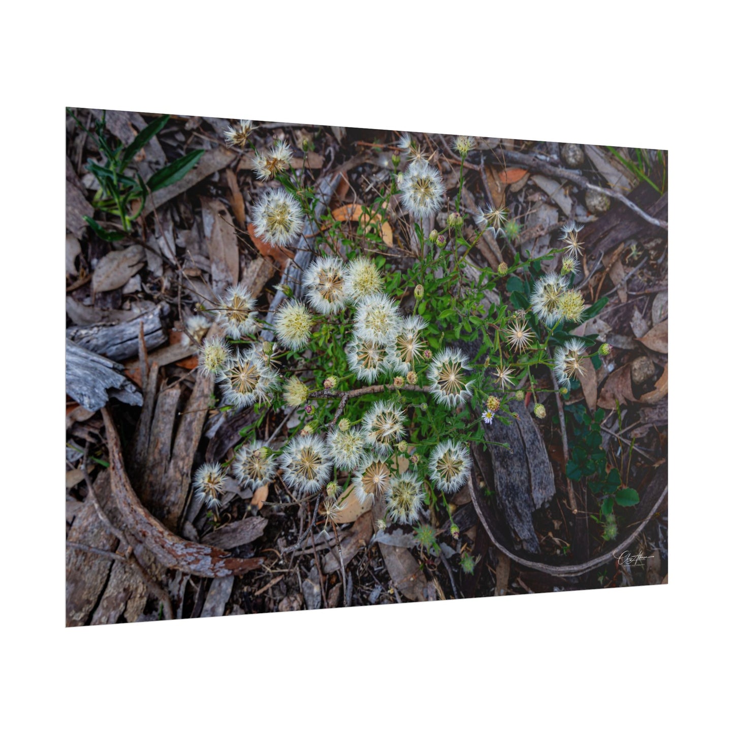 Rolled Posters - Australian Wildflowers