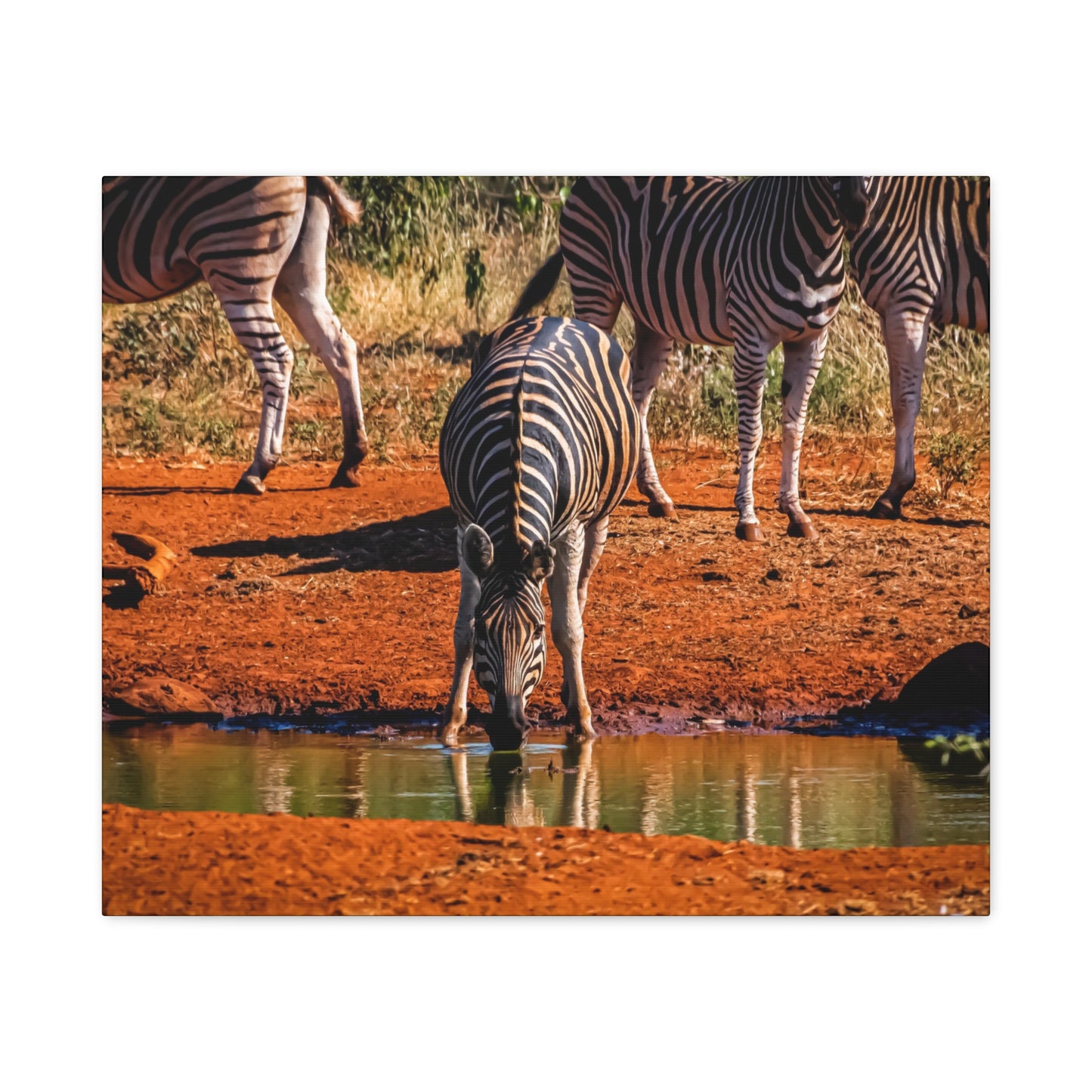 Zebra Nature Print Canvas Print 24" x 20" (Horizontal) 1.25"