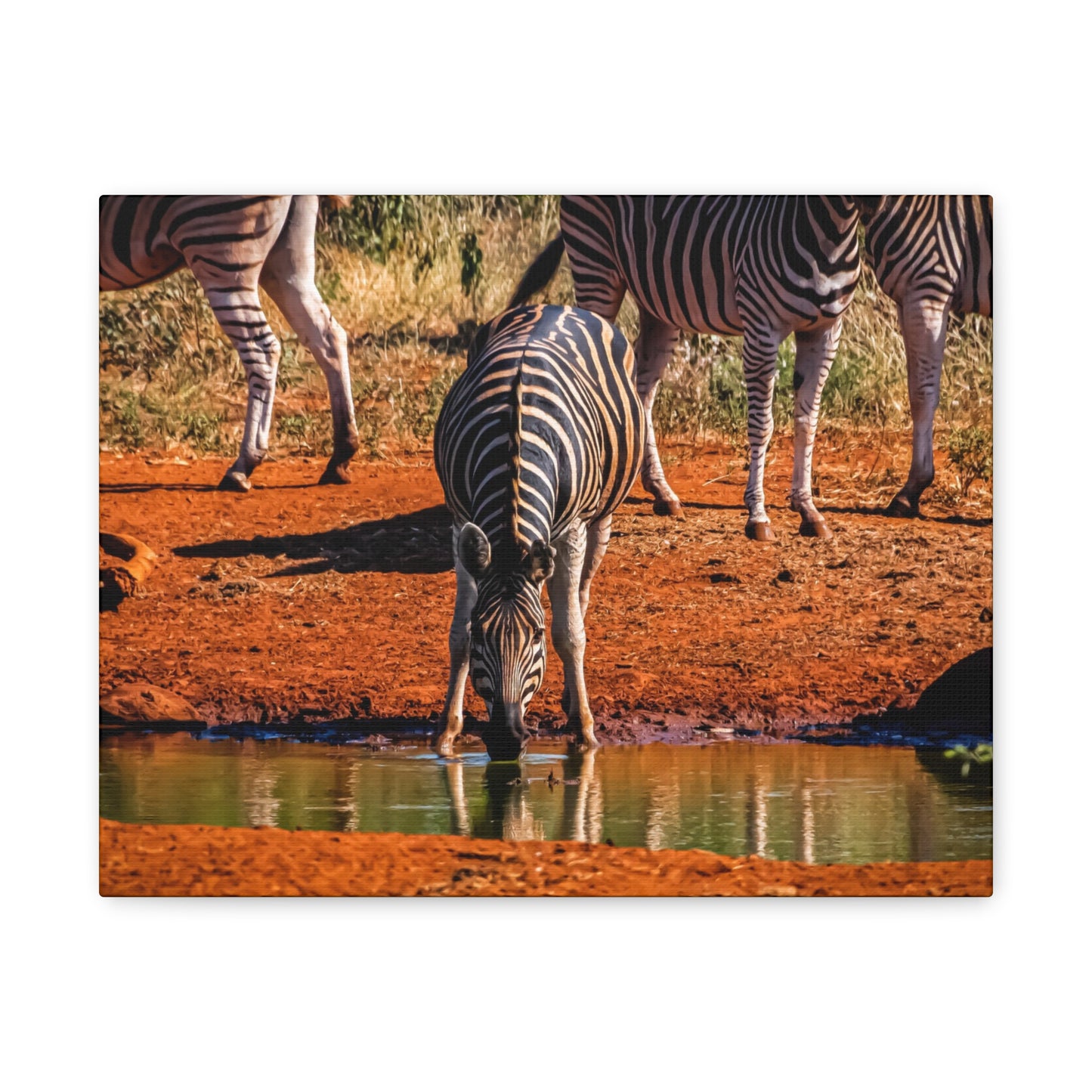 Zebra Nature Print Canvas Print 14″ x 11″ (Horizontal) 1.25"