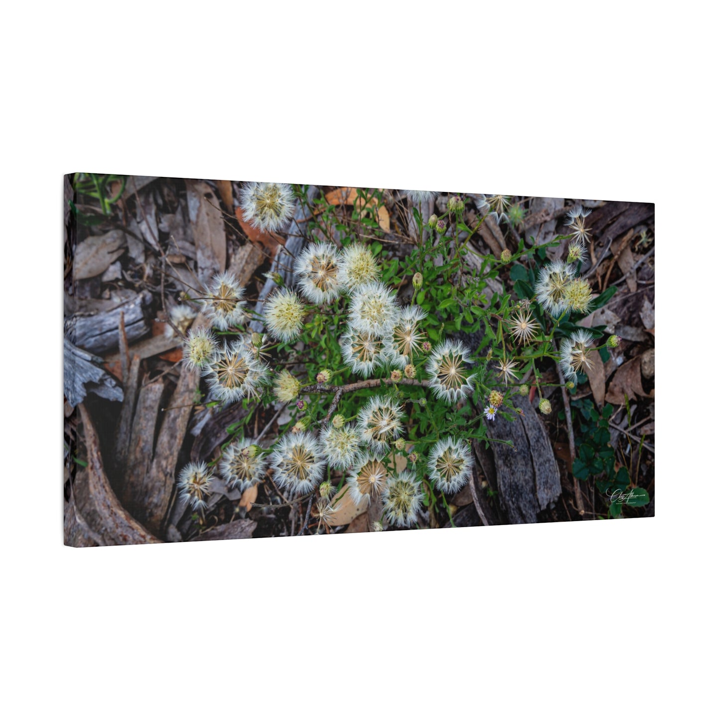 Matte Canvas, Stretched, 1.25" - Australian Wildflowers 30" x 15" (Horizontal) 1.25"