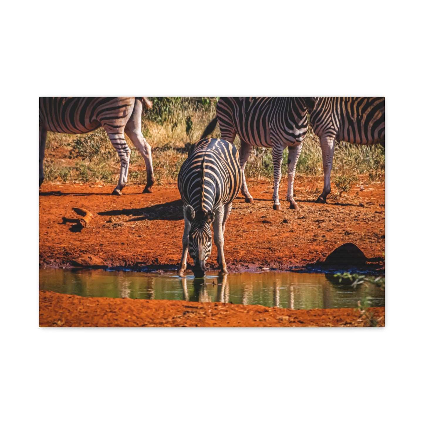 Zebra Nature Print Canvas Print 24″ x 16″ (Horizontal) 1.25"