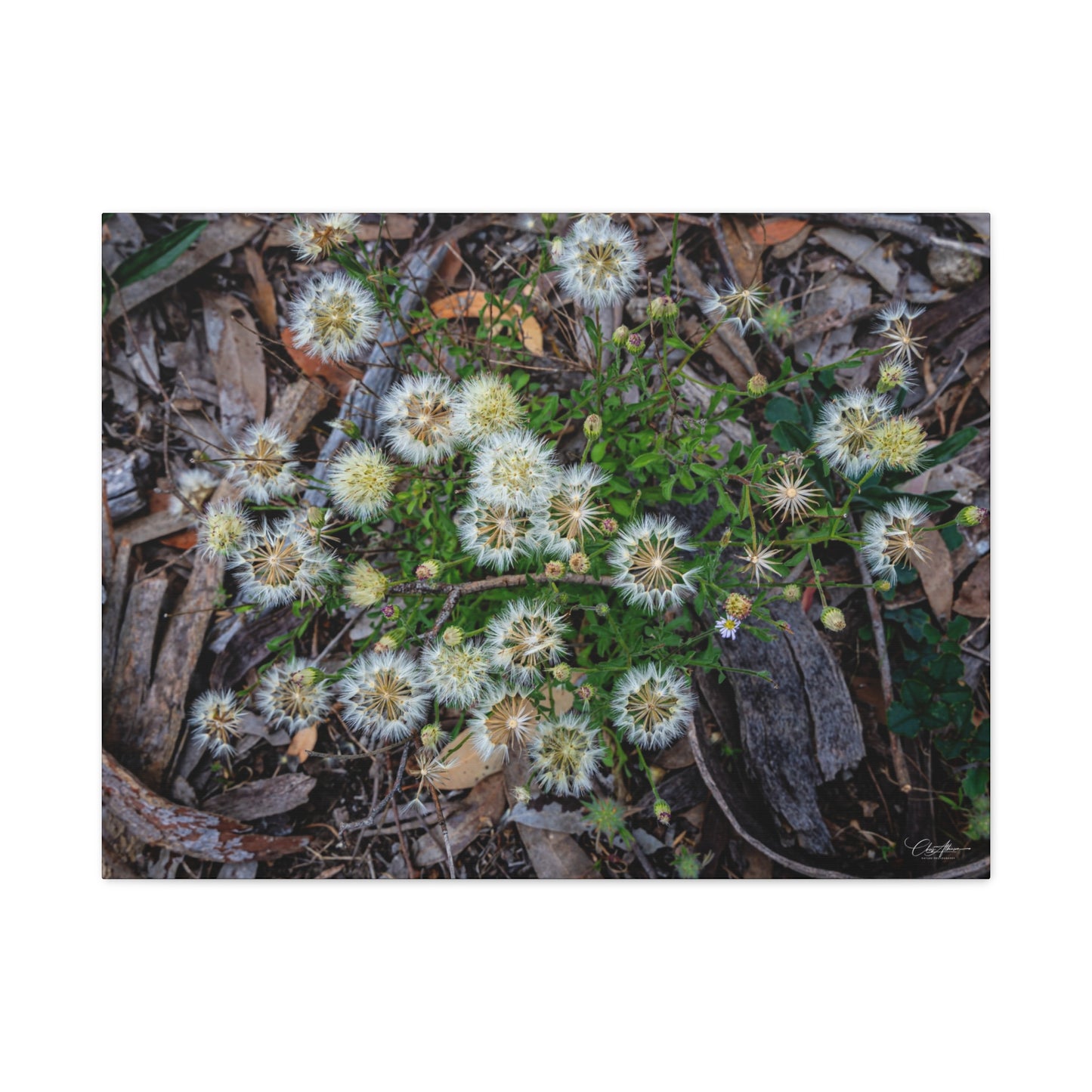 Matte Canvas, Stretched, 1.25" - Australian Wildflowers 32" x 24" (Horizontal) 1.25"