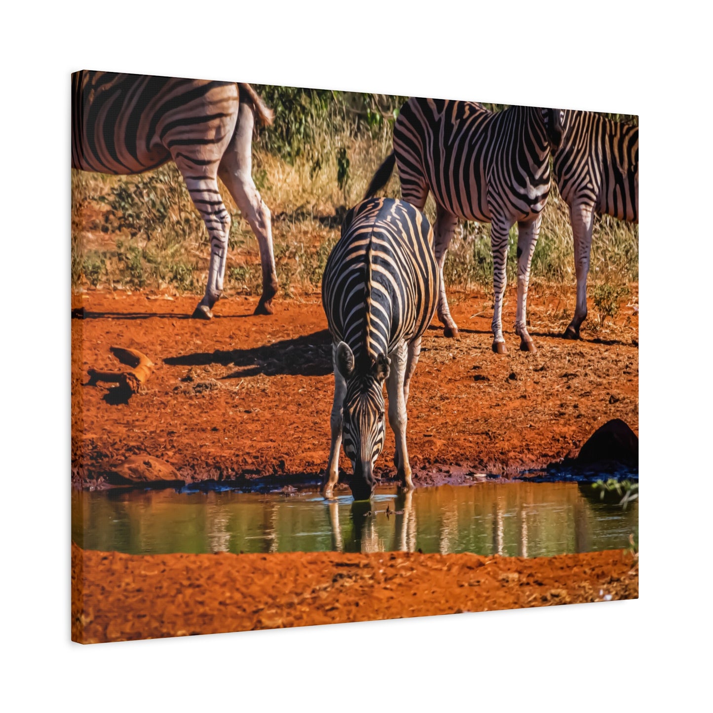 Zebra Nature Print Canvas Print