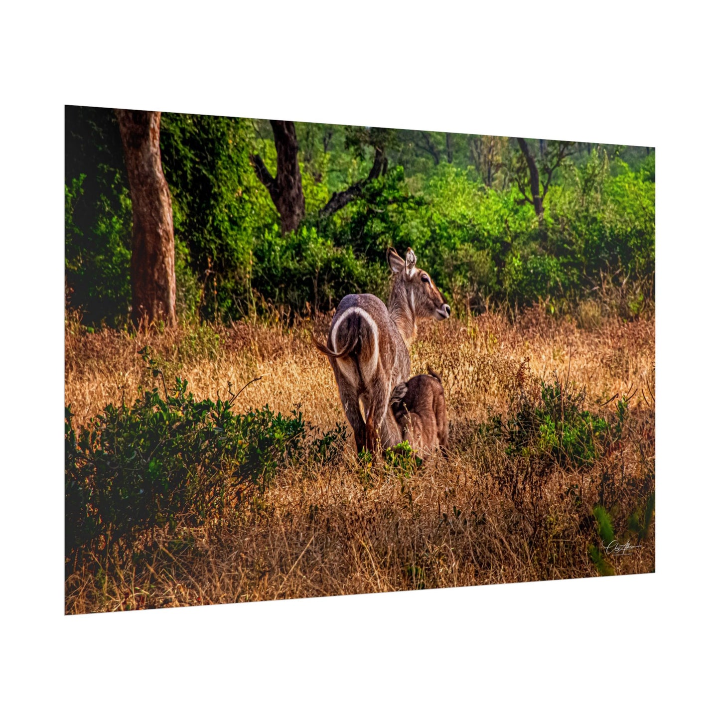 Waterbuck Baby Animal Posters