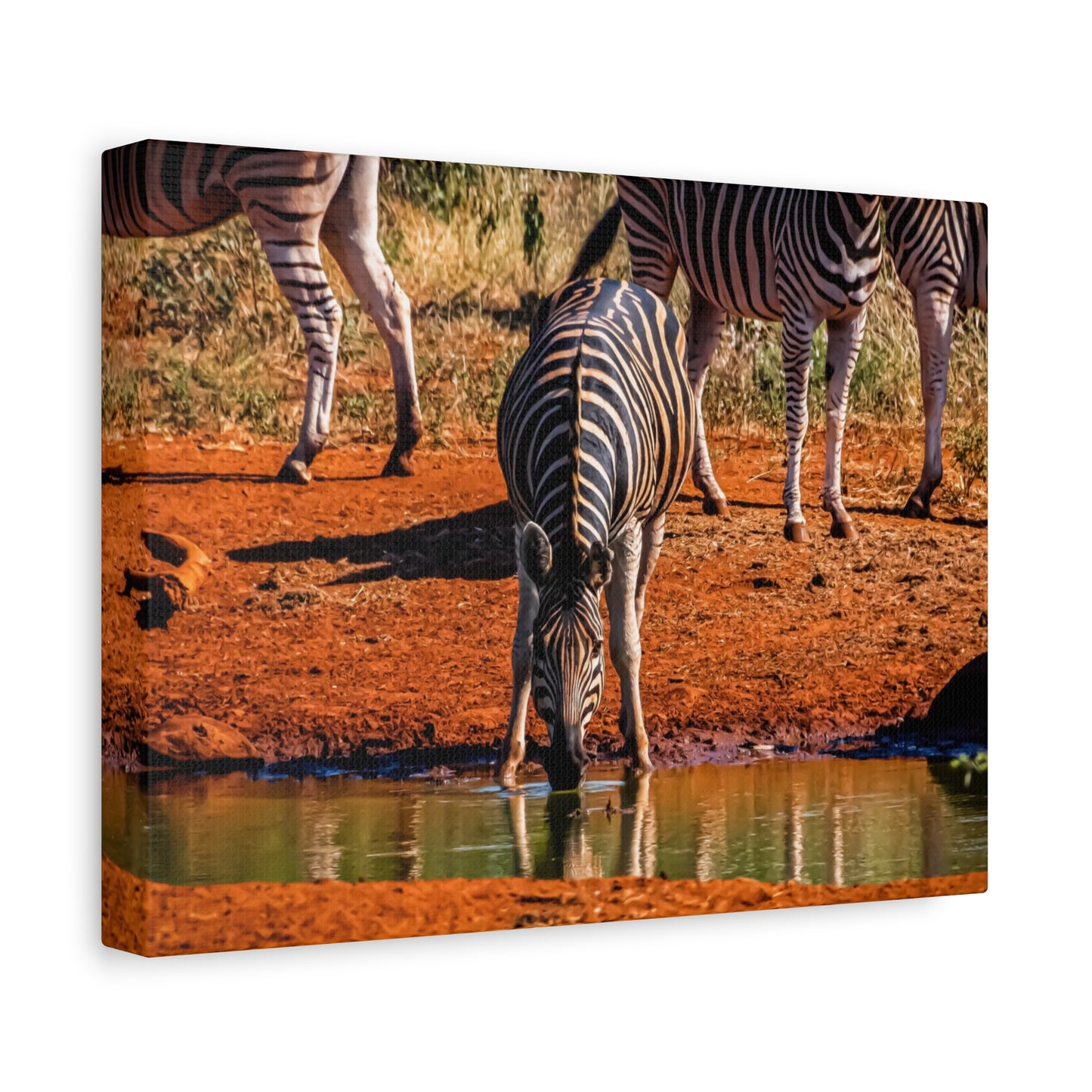 Zebra Nature Print Canvas Print