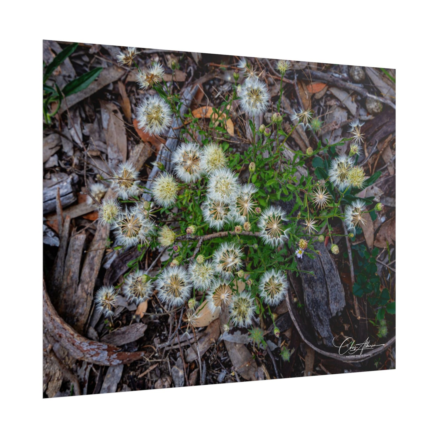 Rolled Posters - Australian Wildflowers