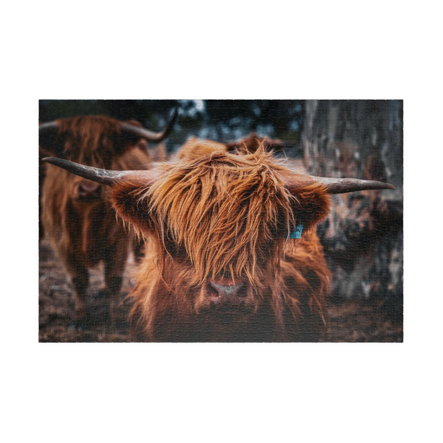 Scottish Highland Cattle Puzzle