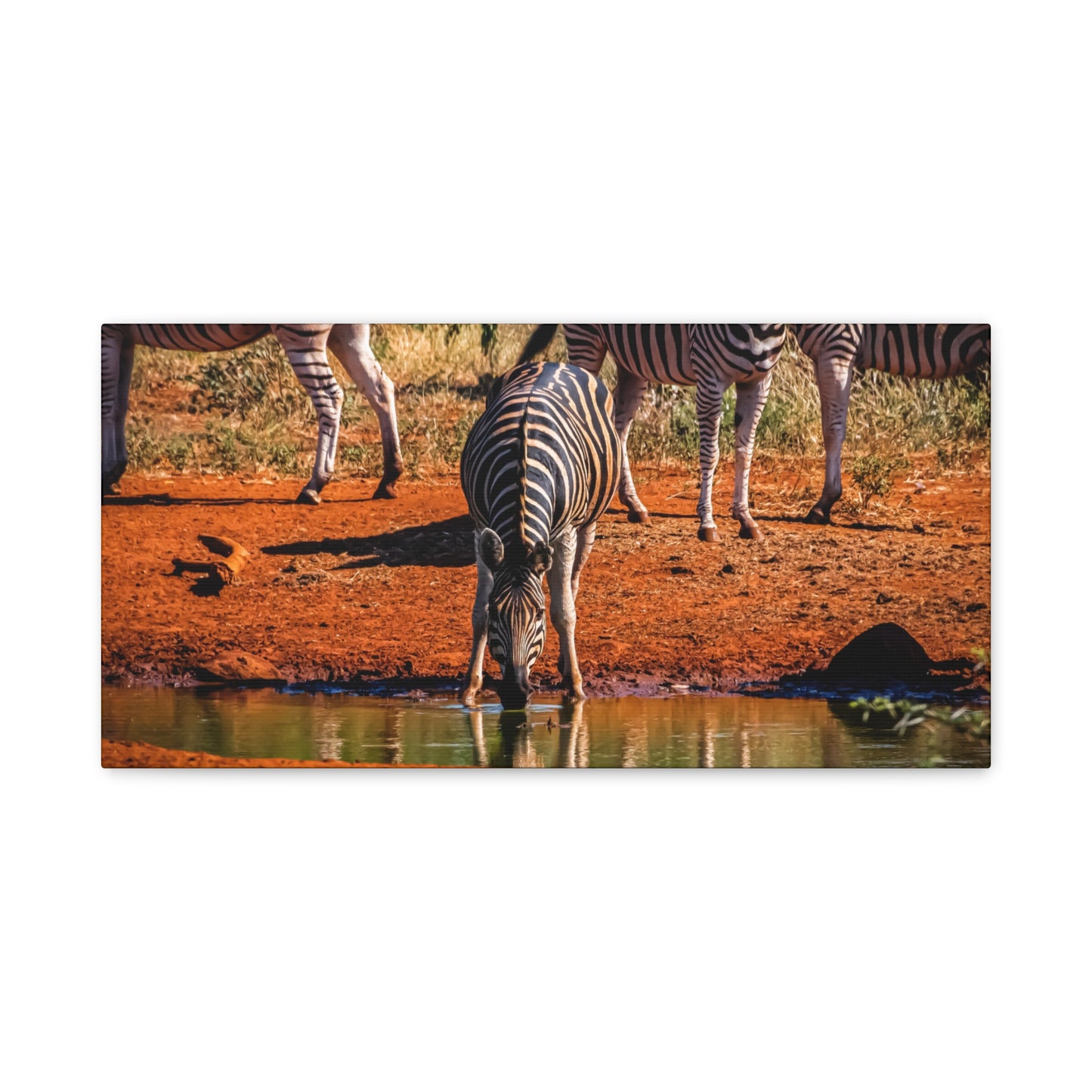 Zebra Nature Print Canvas Print 20" x 10" (Horizontal) 1.25"
