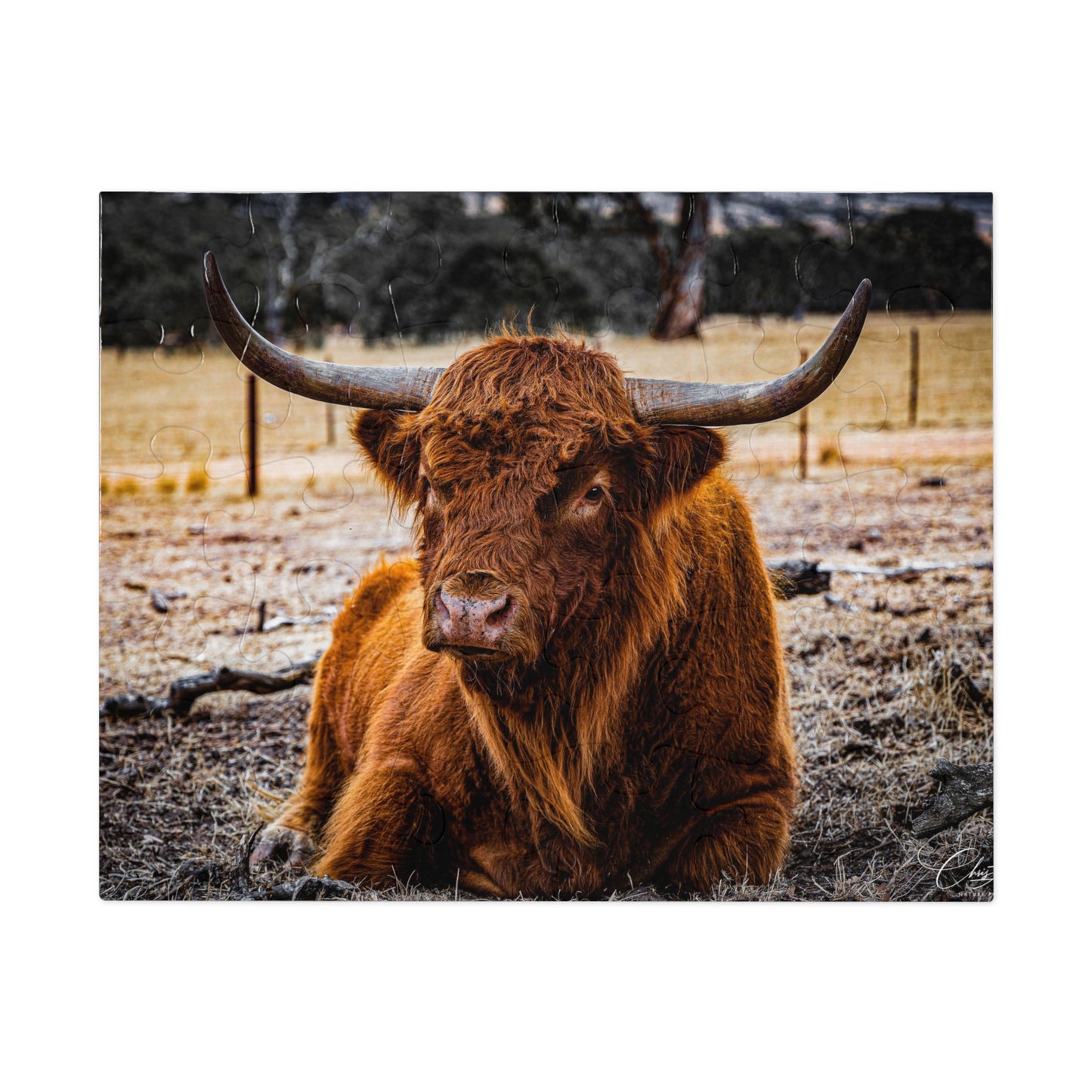 Scottish Highland Cattle Puzzle with Tin 10" × 8" (30 pcs)