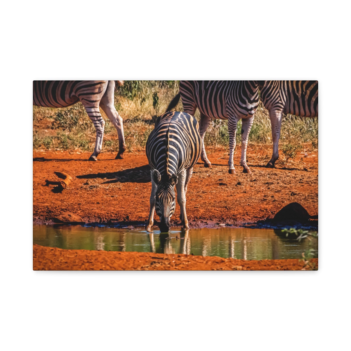 Zebra Nature Print Canvas Print 18″ x 12″ (Horizontal) 1.25"