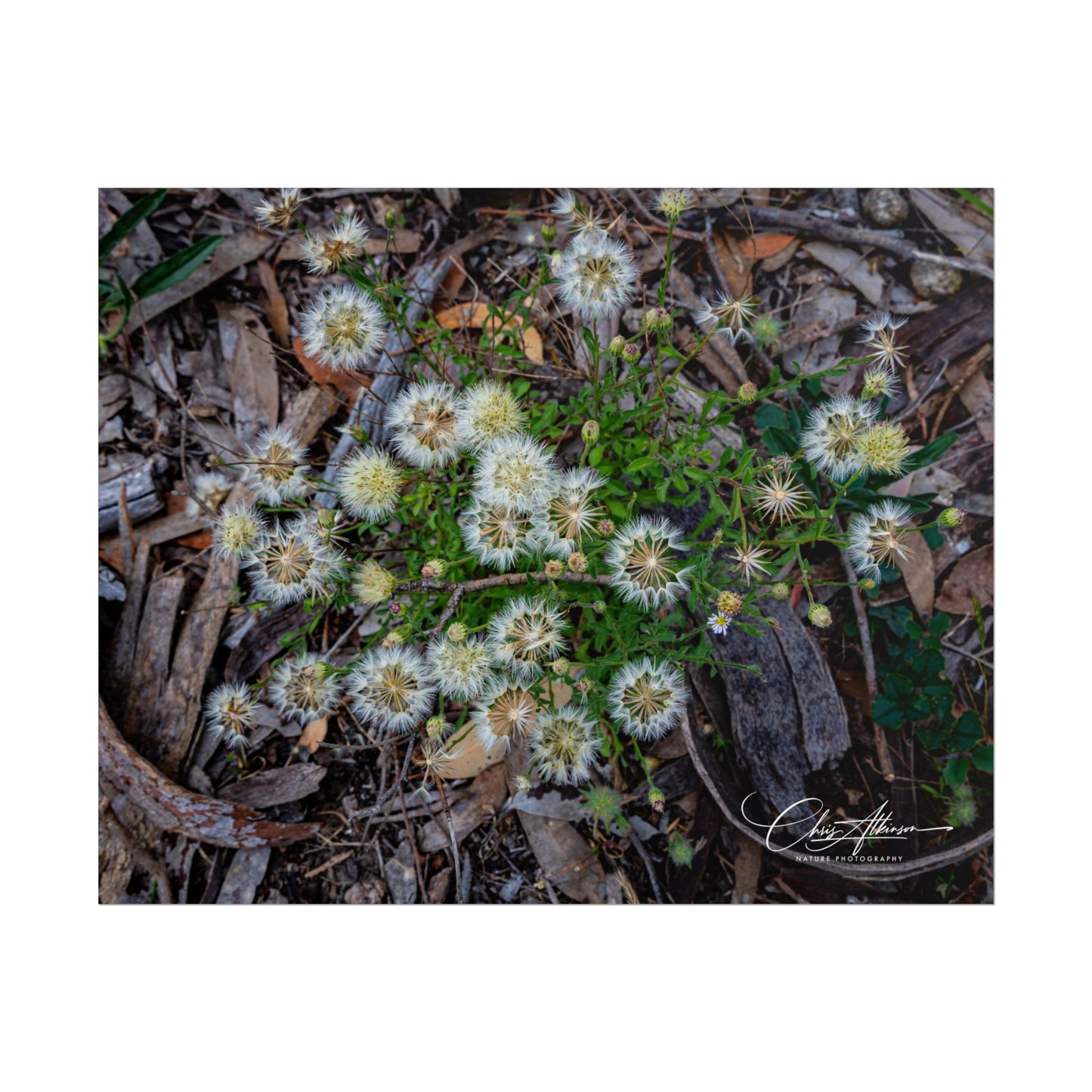 Rolled Posters - Australian Wildflowers