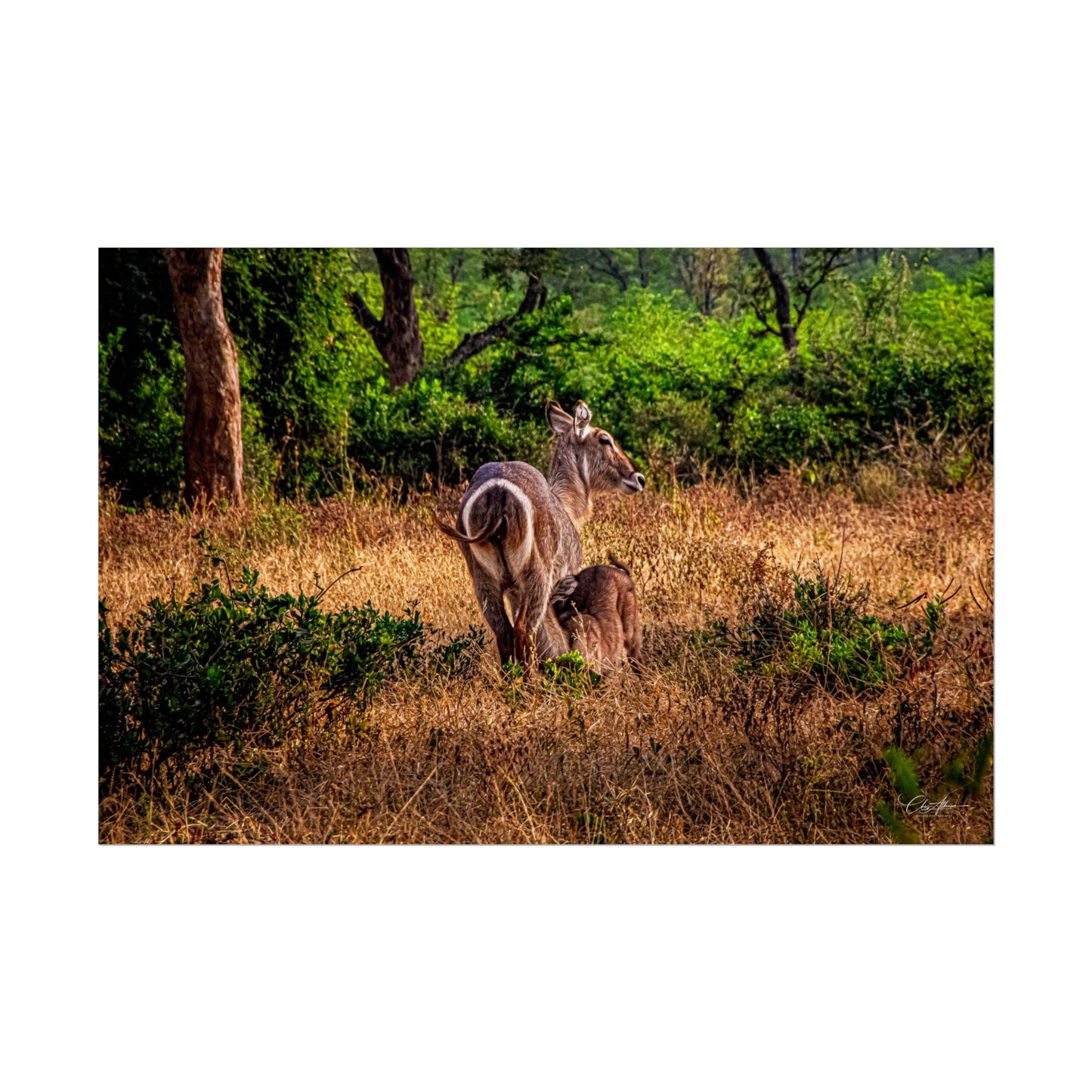 Waterbuck Baby Animal Posters