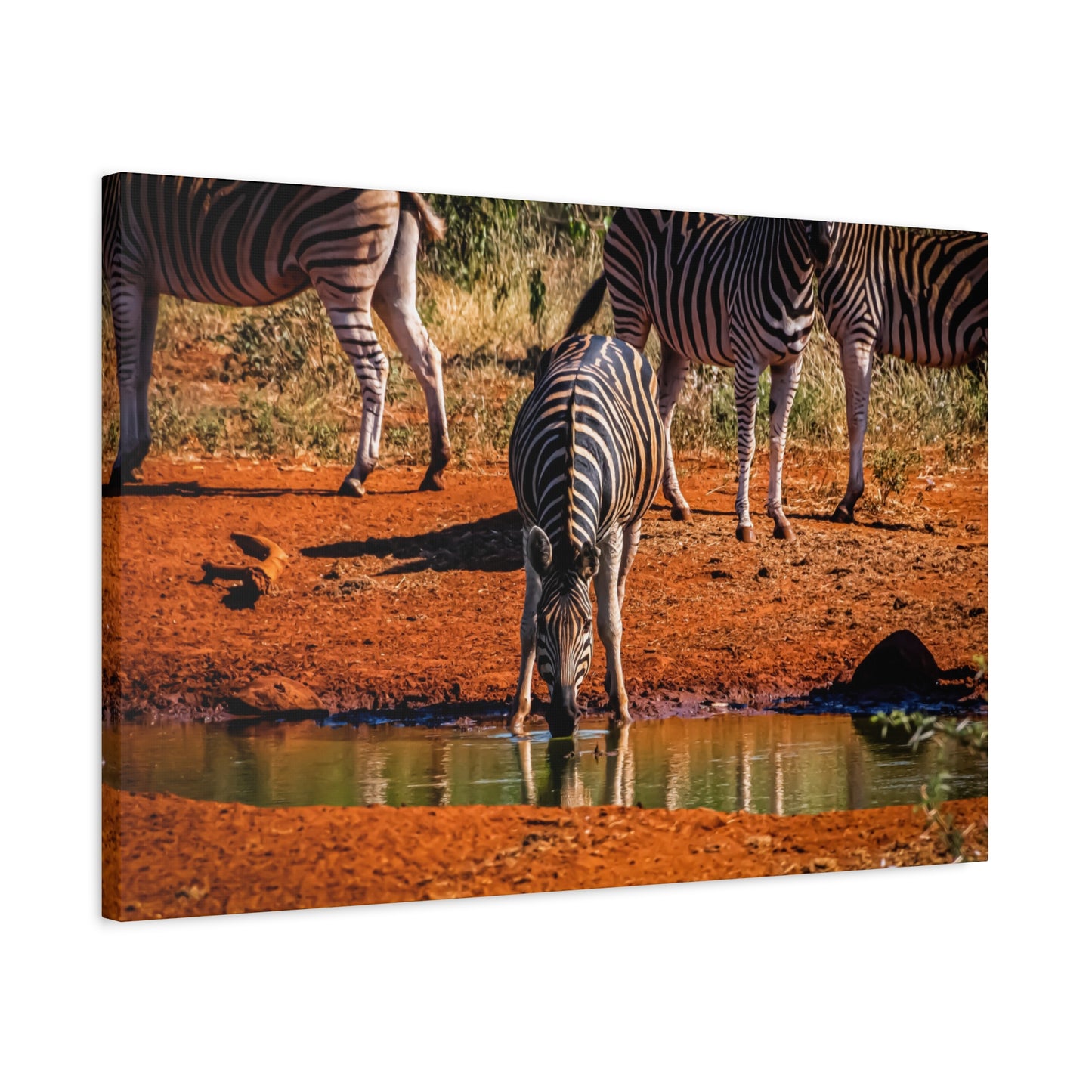 Zebra Nature Print Canvas Print