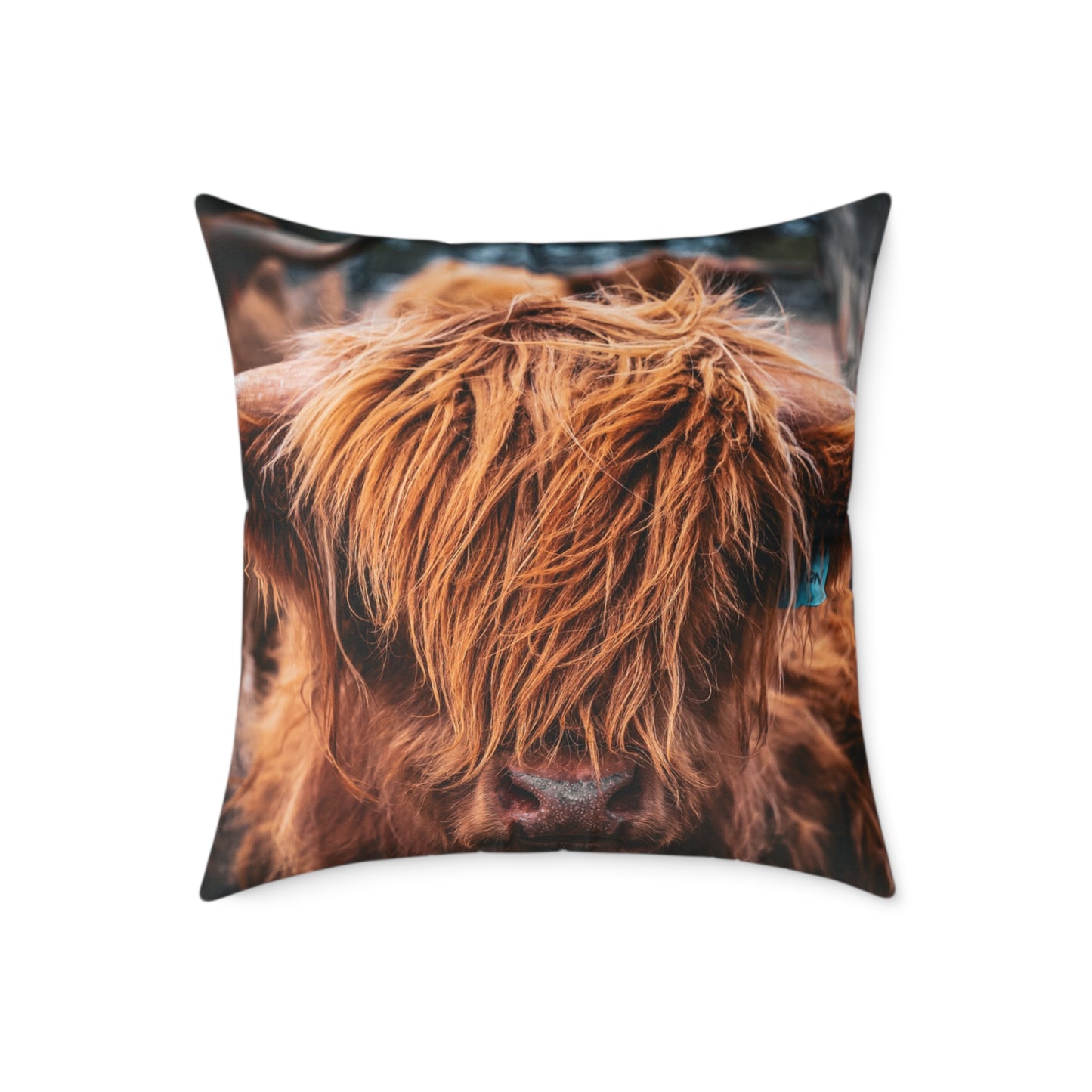 Highland Cattle Pillow 24" × 24"
