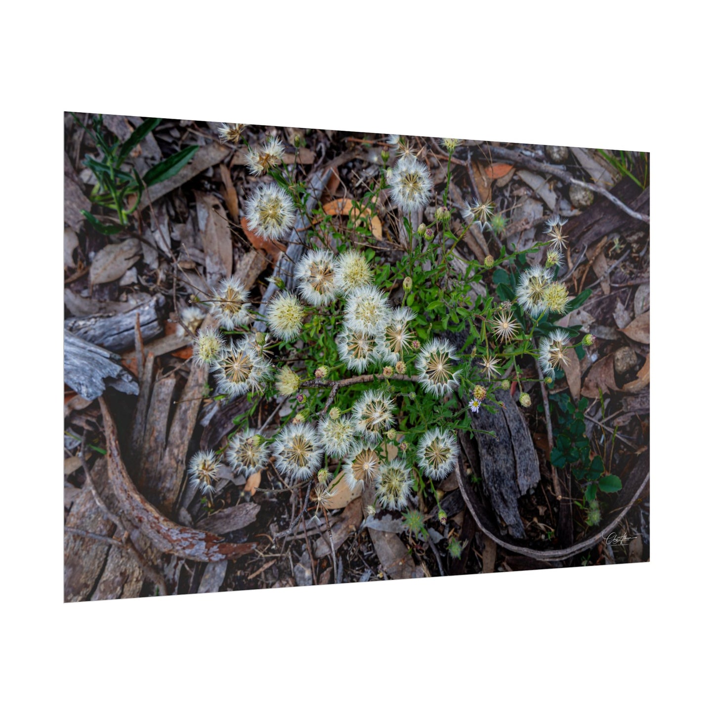 Rolled Posters - Australian Wildflowers