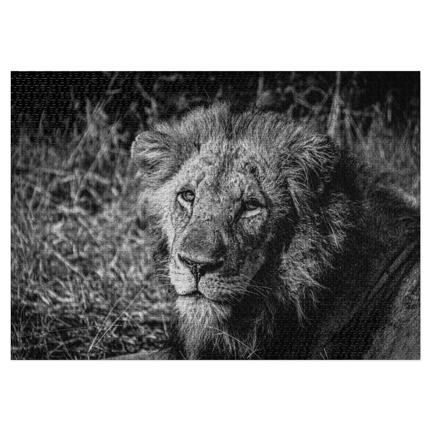 Majestic Old Lion Jigsaw Puzzle with Tin B&W 40" x 28" (2000 pcs)