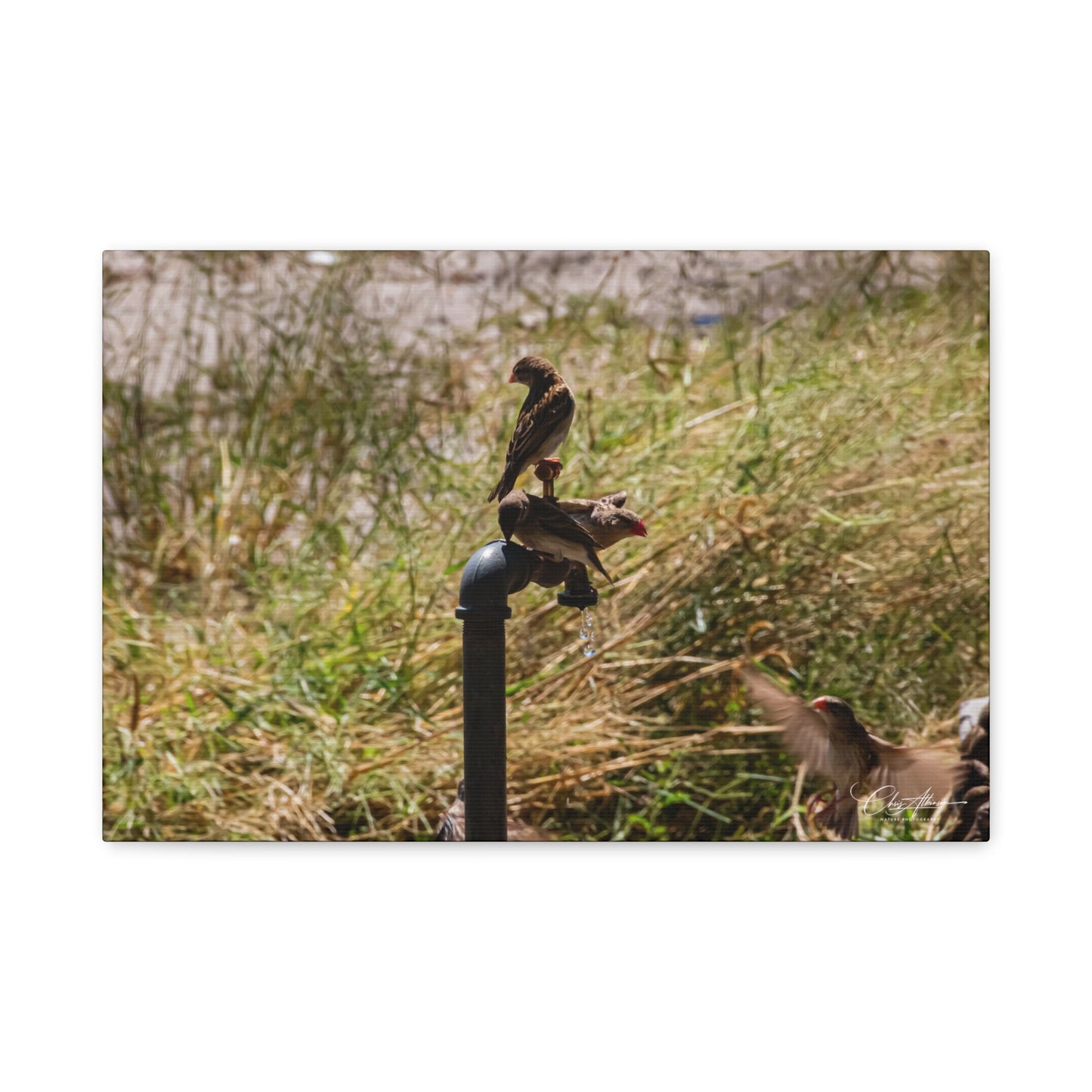 Matte Canvas, Stretched, 1.25" - Birds and Dripping Tap 18″ x 12″ (Horizontal) 1.25"