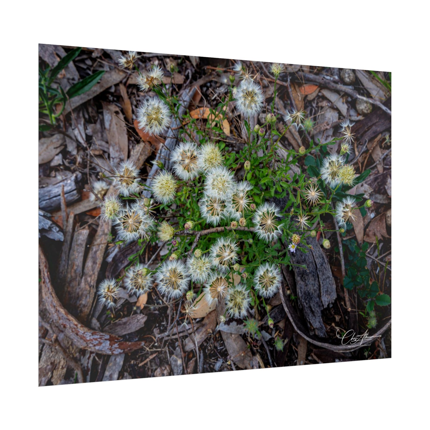Rolled Posters - Australian Wildflowers