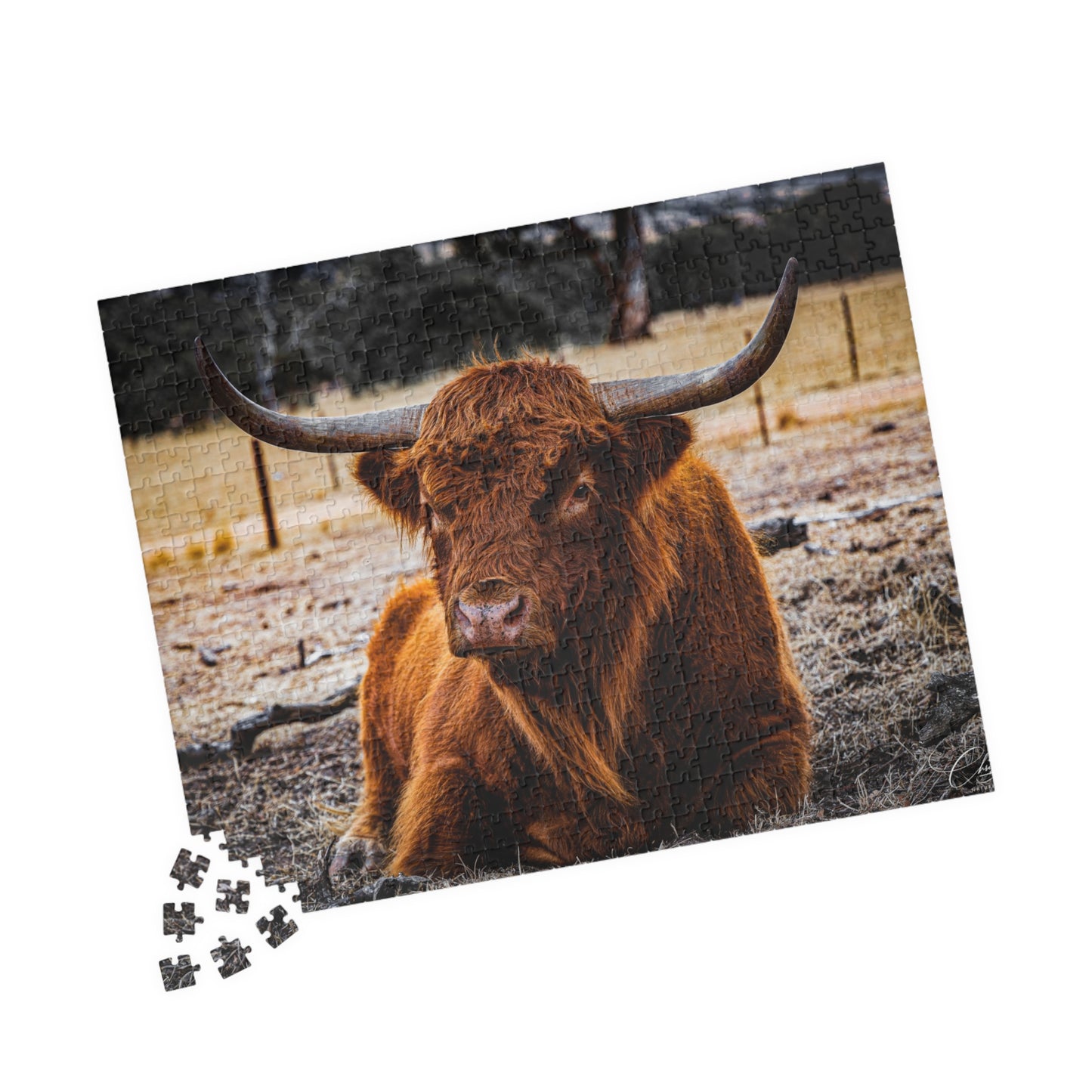 Scottish Highland Cattle Puzzle