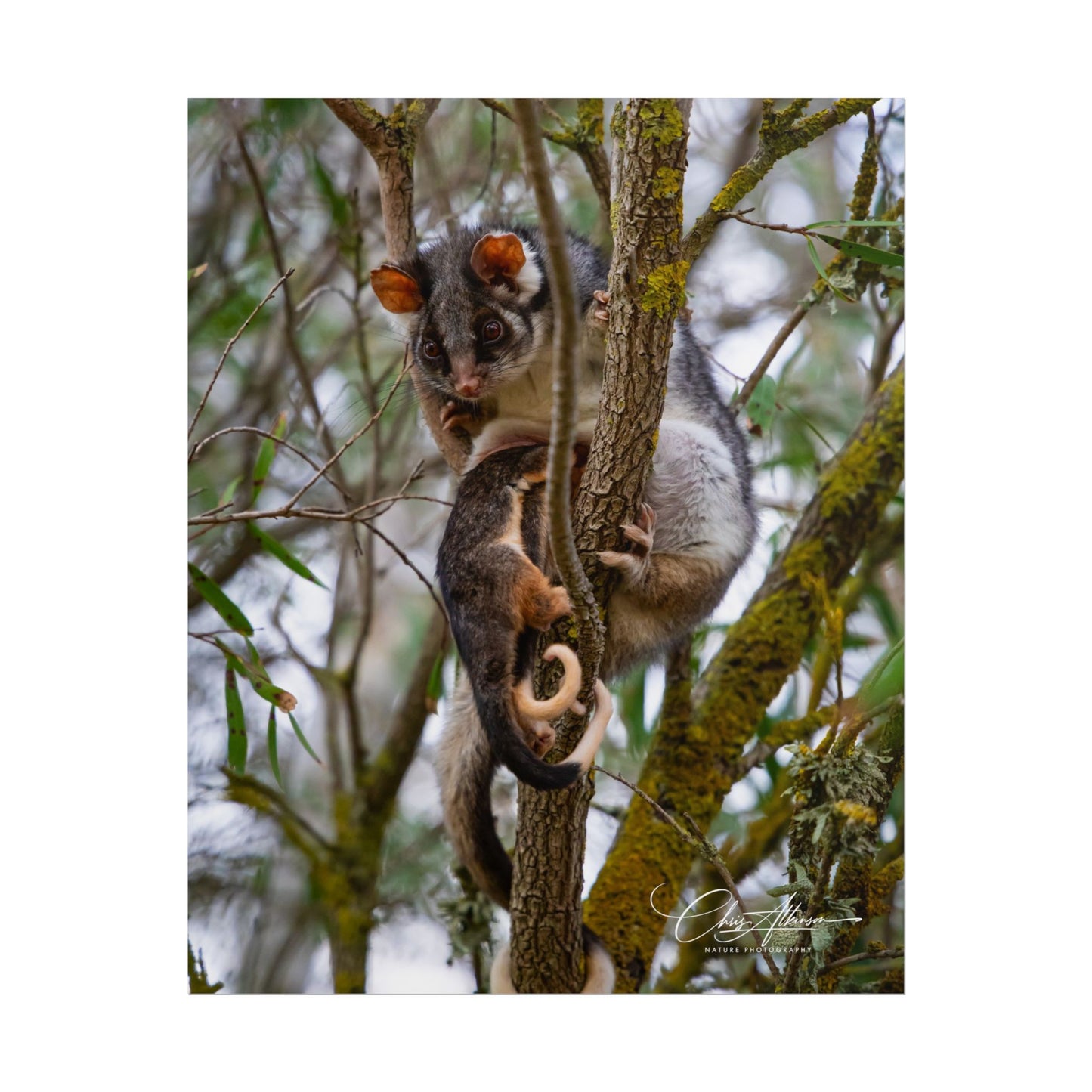 Rolled Posters - Possum and Joey 8″ x 10″ (Vertical) Matte