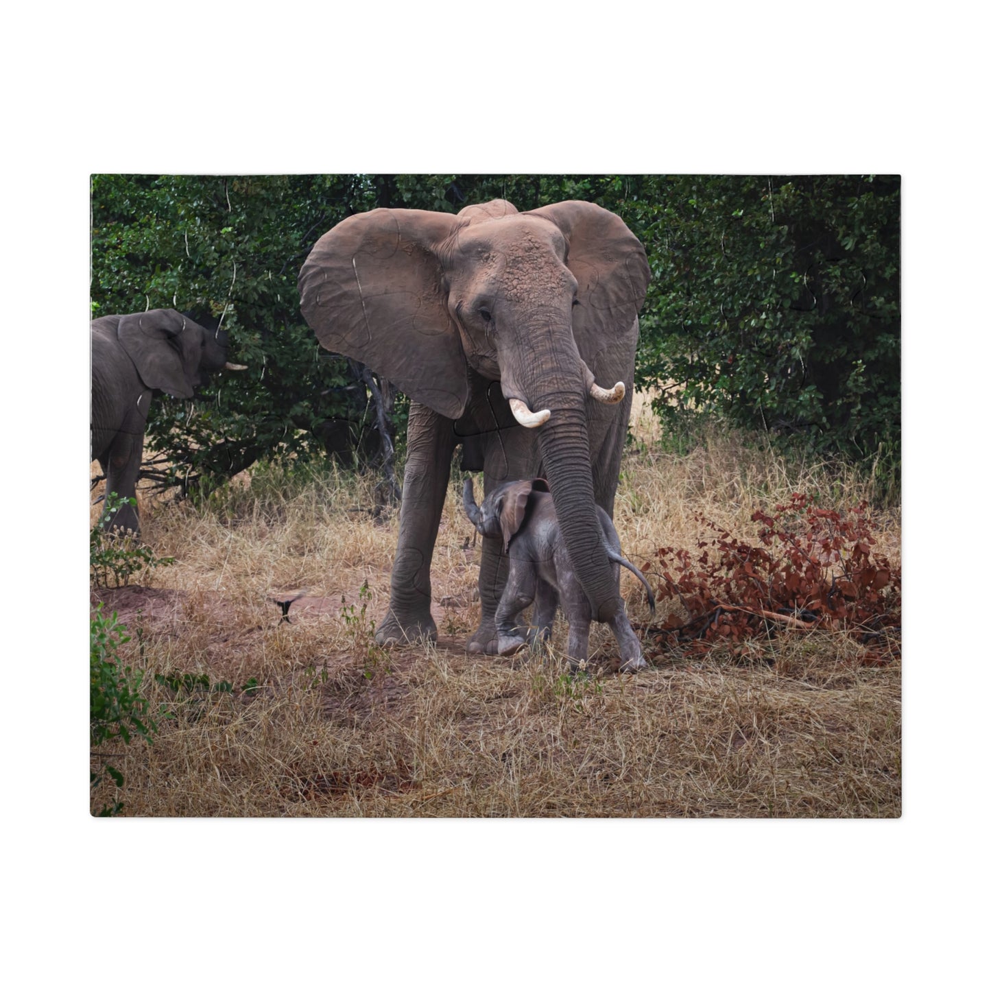 Jigsaw Puzzle (30, 110, 252, 500, 1000 Piece) - Elephant and Calf 10" × 8" (30 pcs)