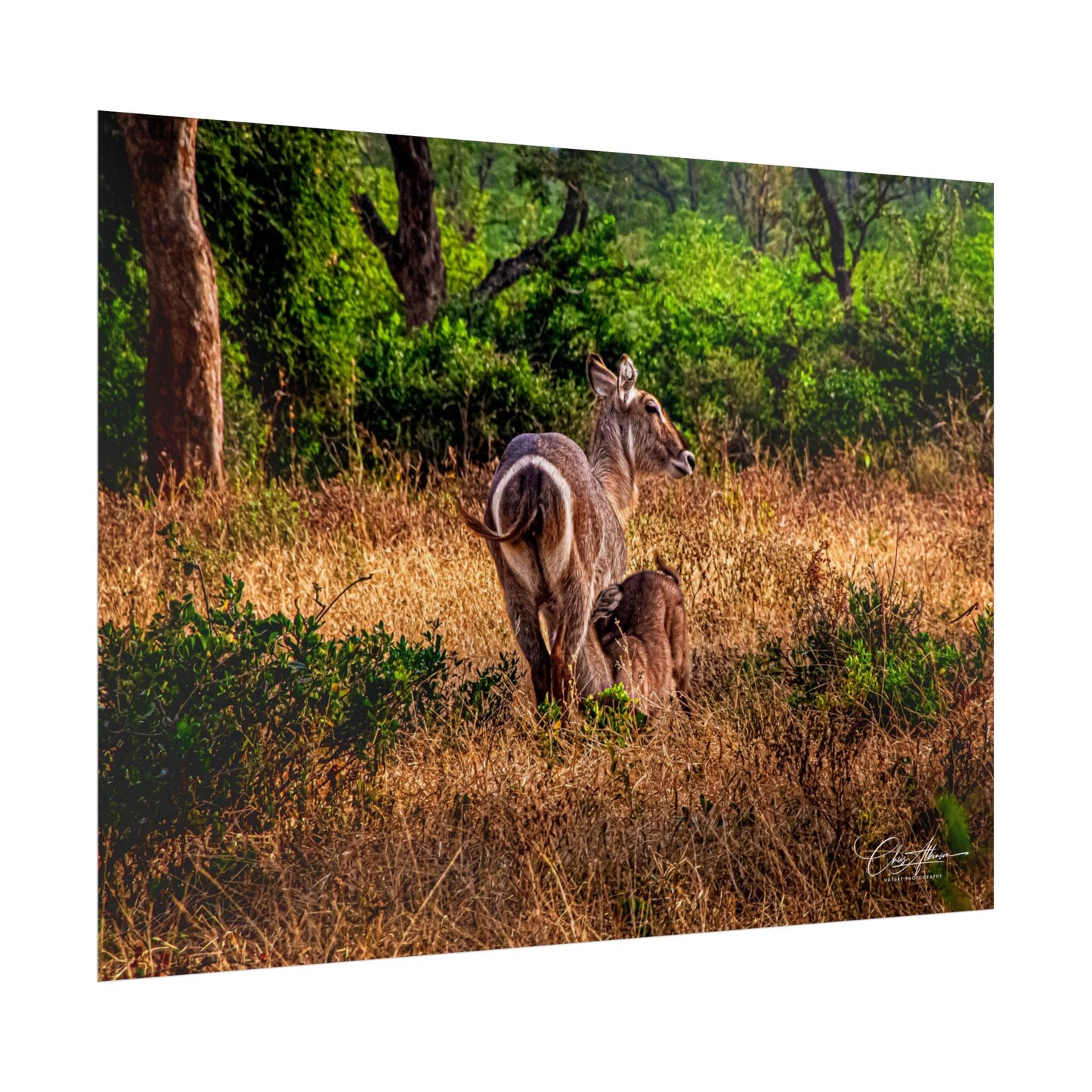 Waterbuck Baby Animal Posters