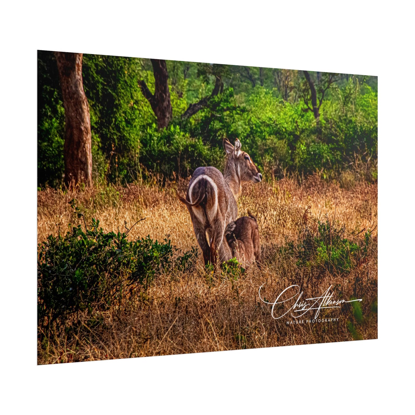 Waterbuck Baby Animal Posters