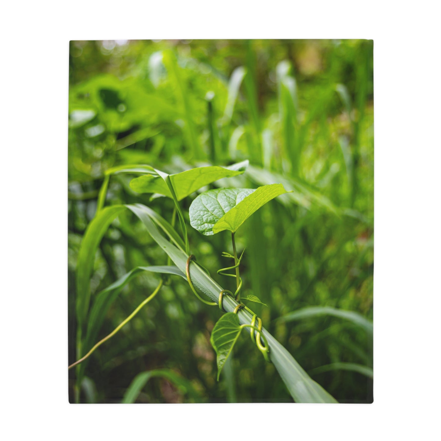 Fiji Vine Blanket 50" × 60"