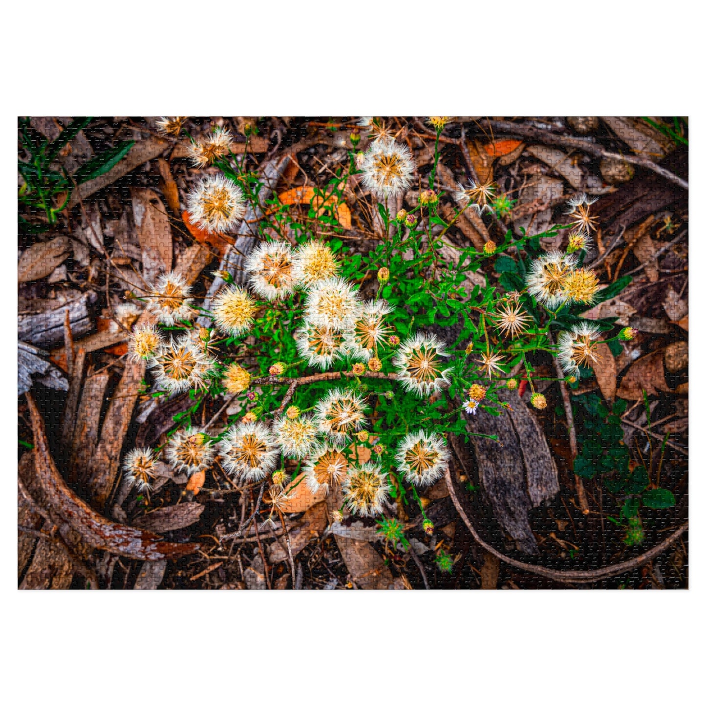 Australian Wildflower Jigsaw Puzzle 2000 piece 40" x 28" (2000 pcs)
