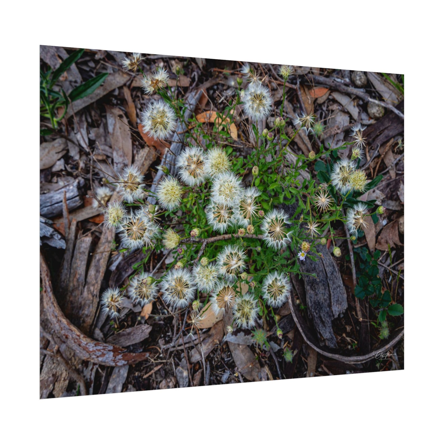 Rolled Posters - Australian Wildflowers