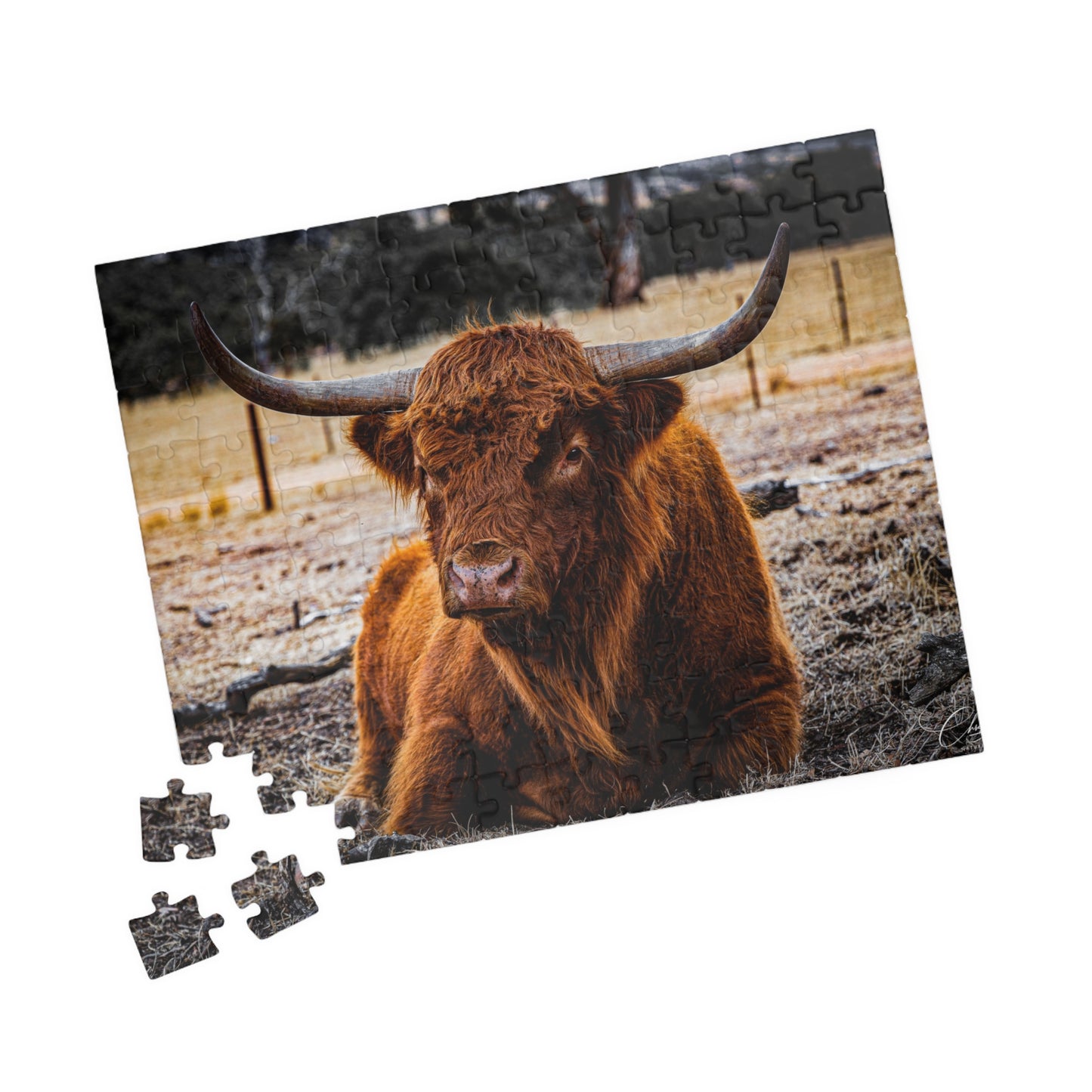 Scottish Highland Cattle Puzzle