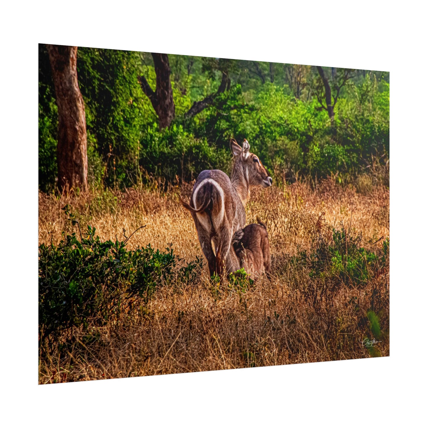 Waterbuck Baby Animal Posters