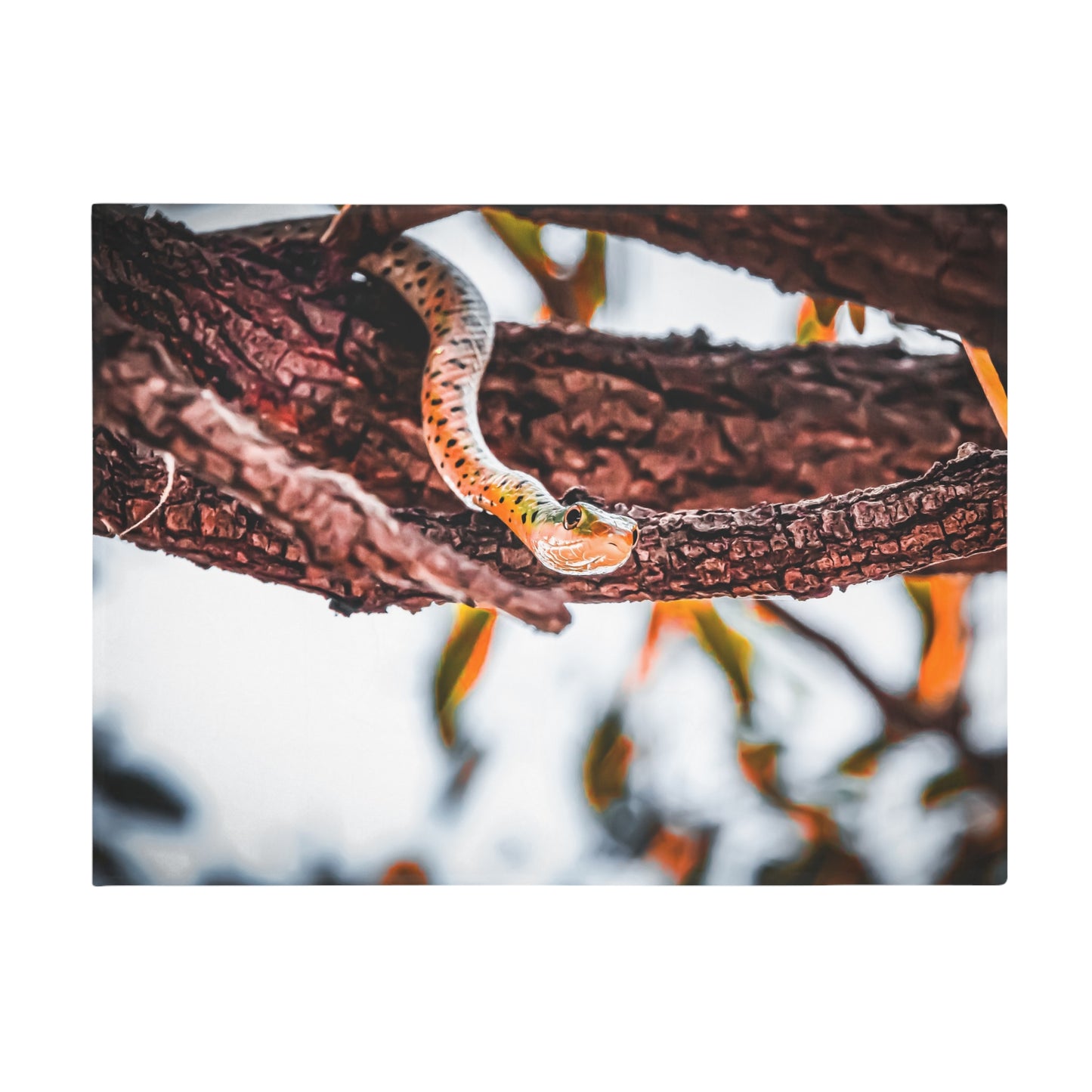 Spotted Bush Snake Blanket 60" × 80"