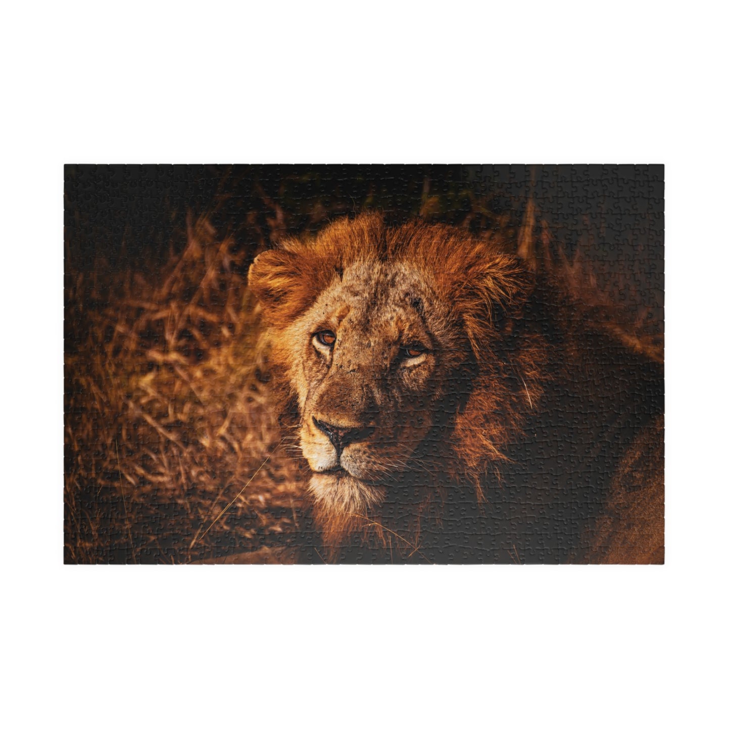 Majestic Old Lion Jigsaw Puzzle 1014 pcs (Horizontal)