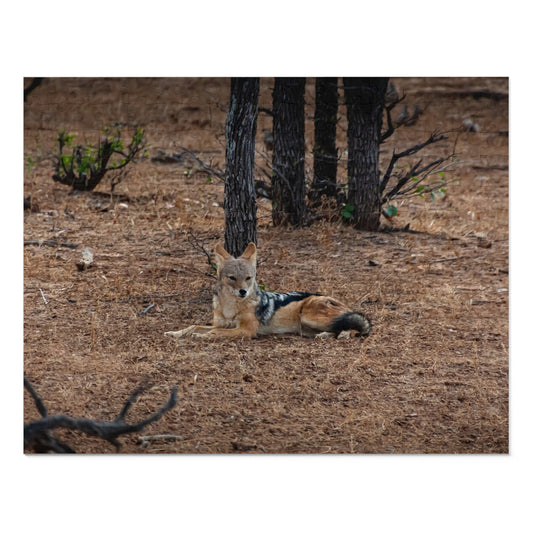 Jackal Photo Jigsaw Puzzle with Tin 14" × 11" (252 pcs)