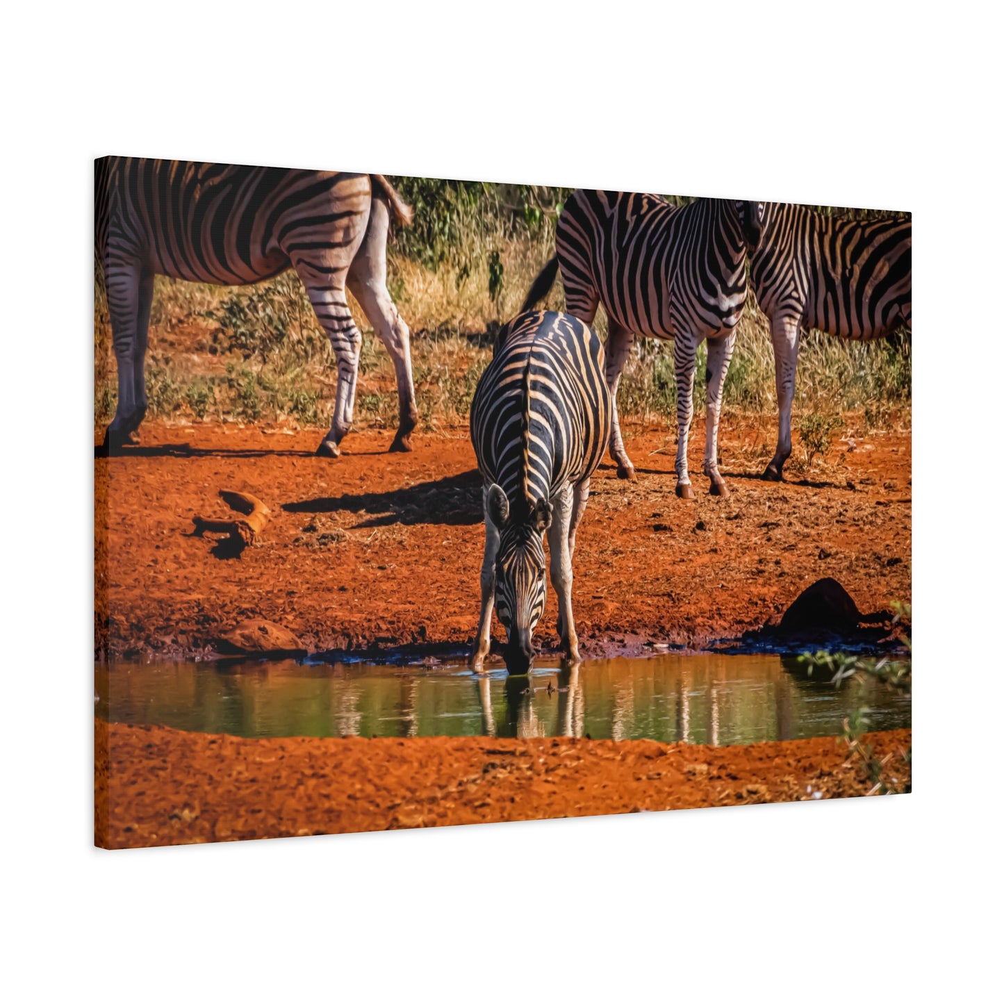 Zebra Nature Print Canvas Print