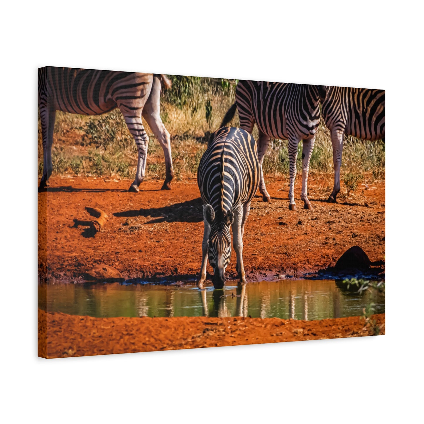 Zebra Nature Print Canvas Print