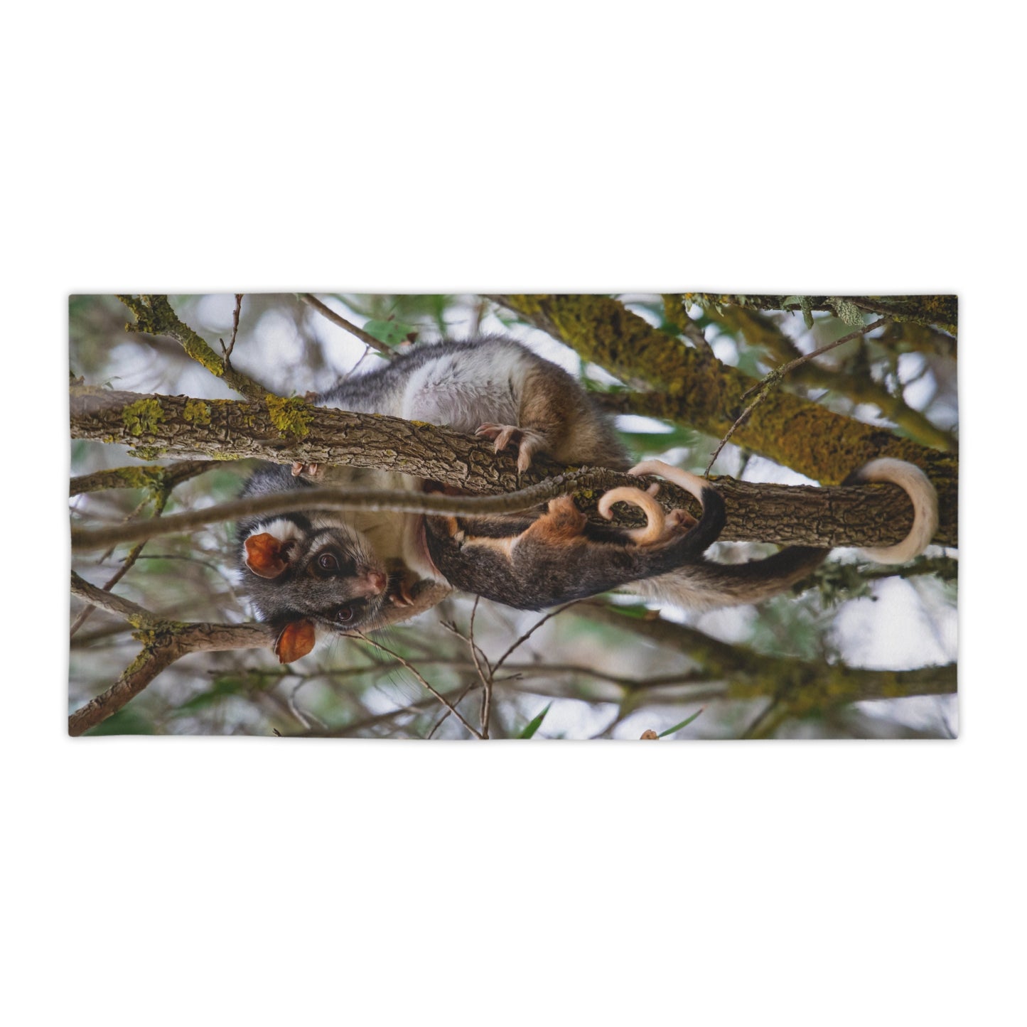 Ring-tailed Possum Beach Towels