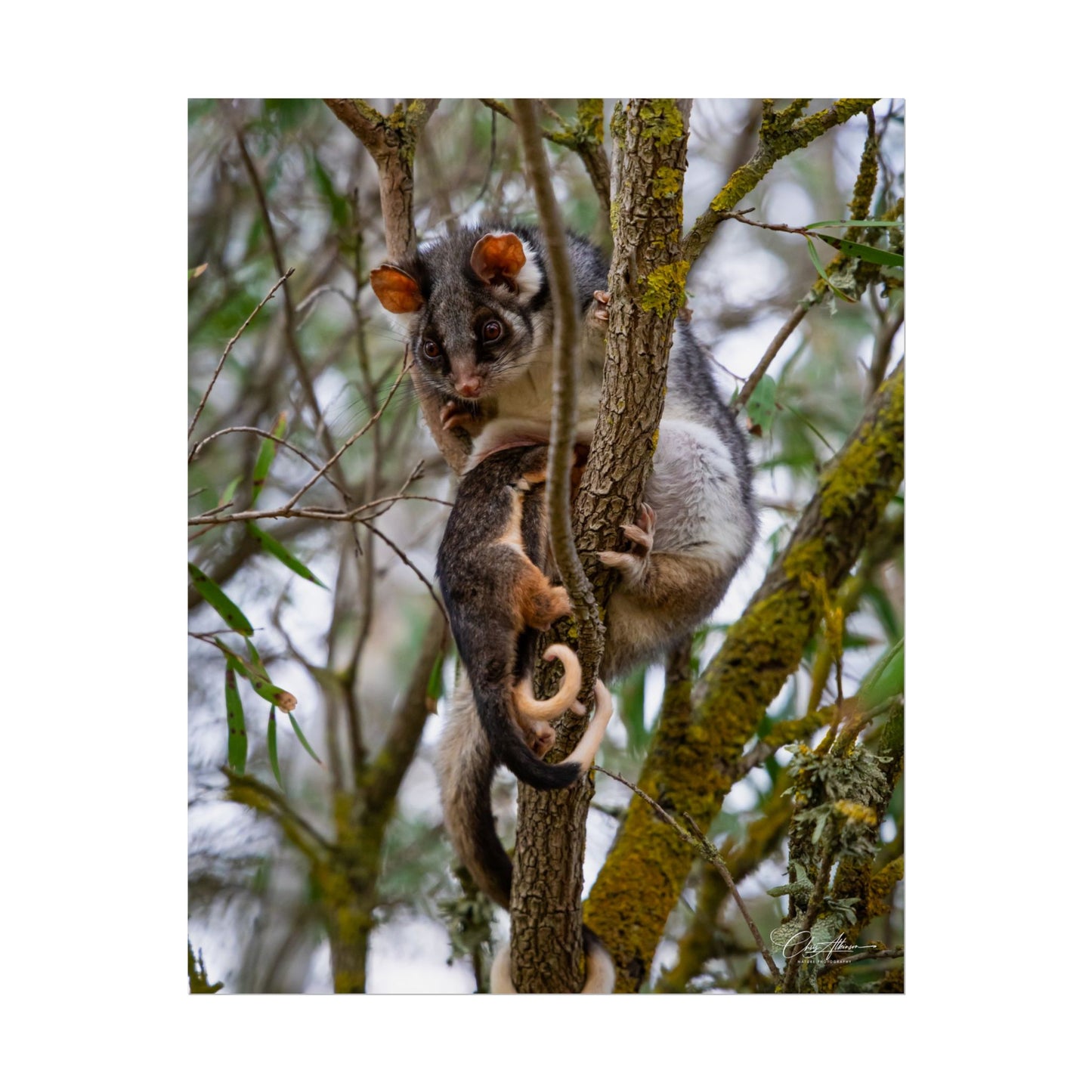 Rolled Posters - Possum and Joey 16" x 20" (Vertical) Semi Glossy