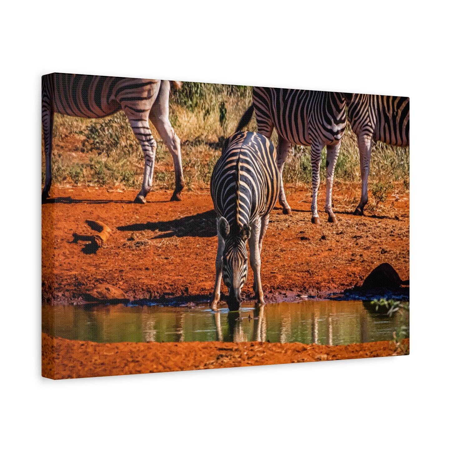 Zebra Nature Print Canvas Print