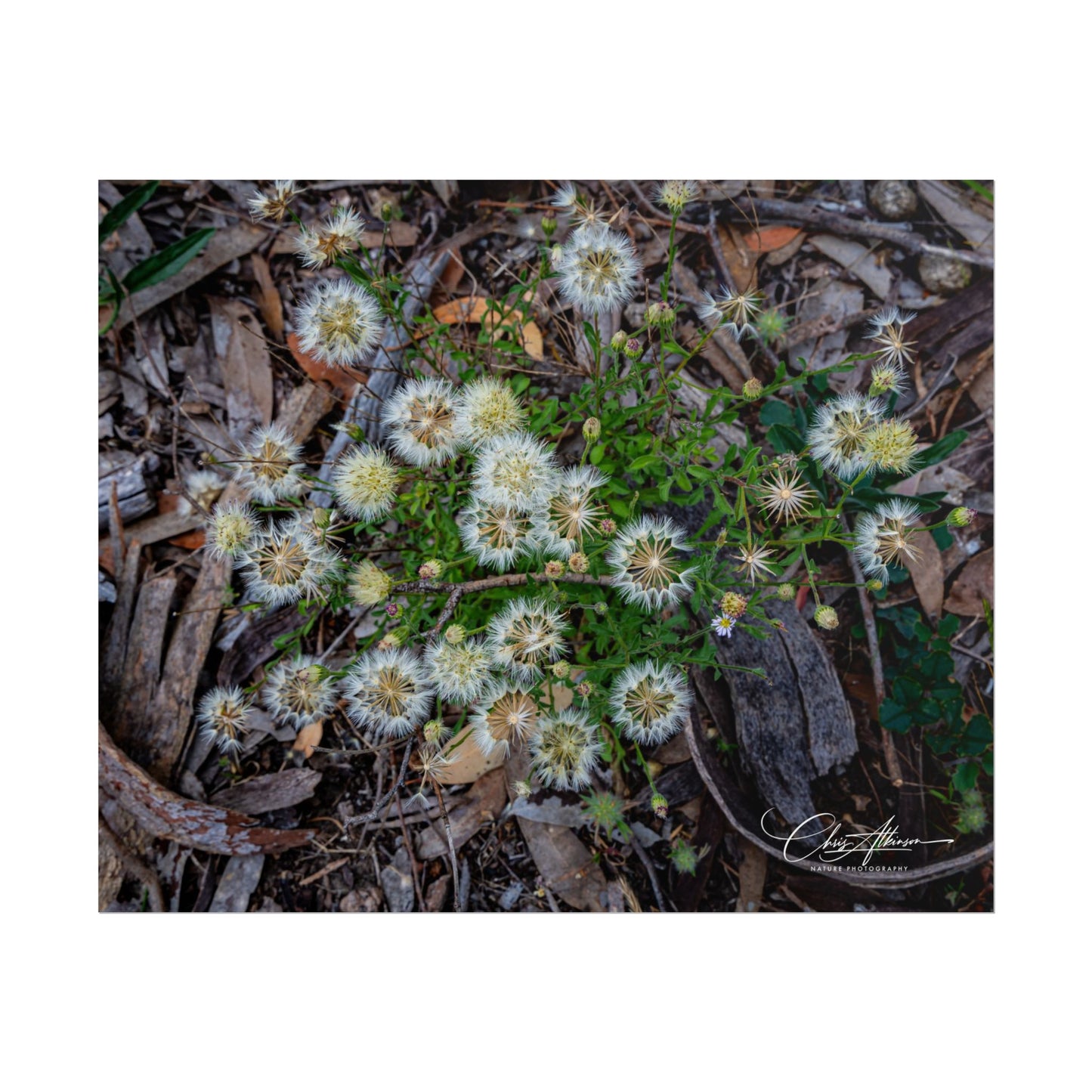 Rolled Posters - Australian Wildflowers