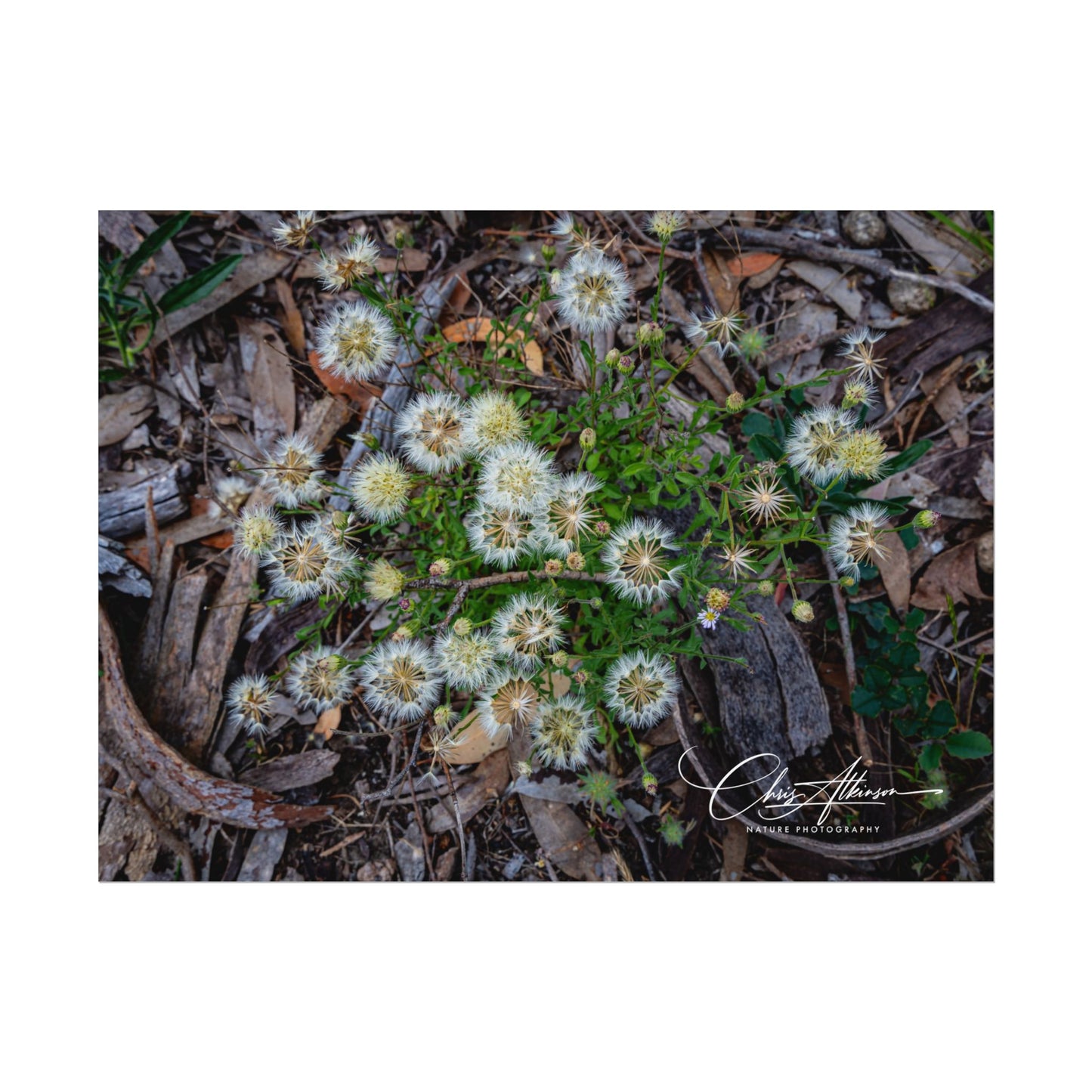 Rolled Posters - Australian Wildflowers