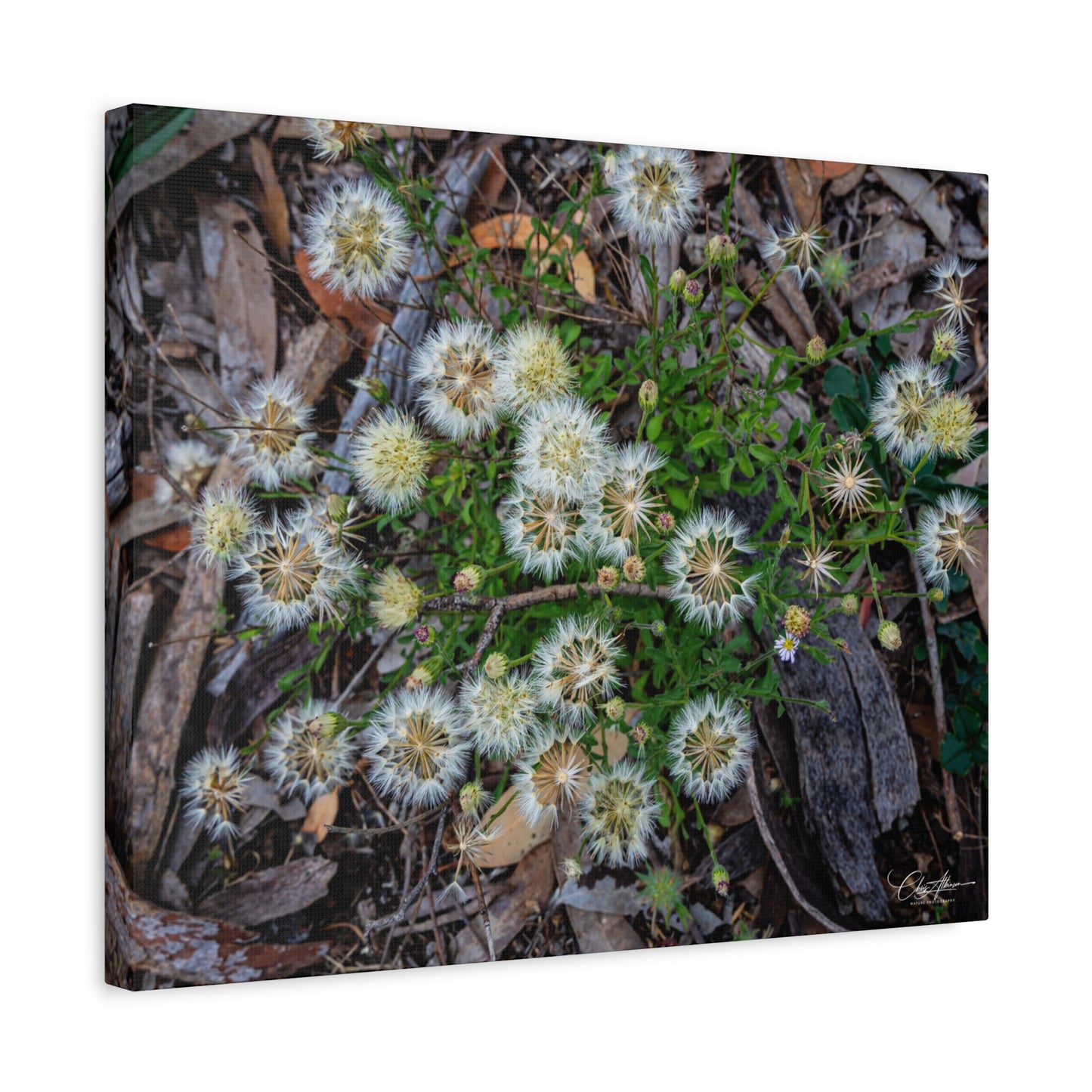 Matte Canvas, Stretched, 1.25" - Australian Wildflowers