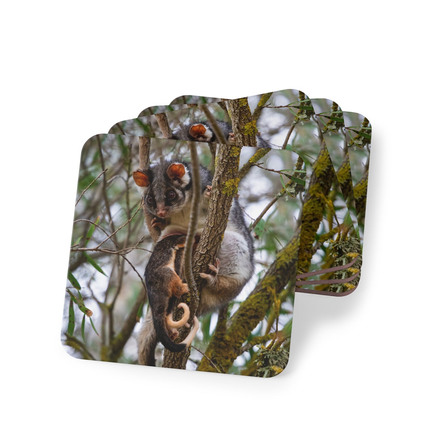 Ring-Tailed Possum Coasters Square 3.7" x 3.7" 4pcs