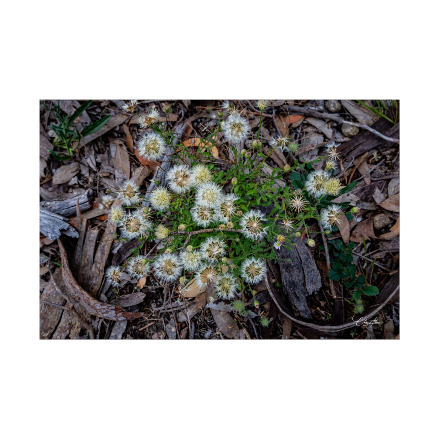 Rolled Posters - Australian Wildflowers