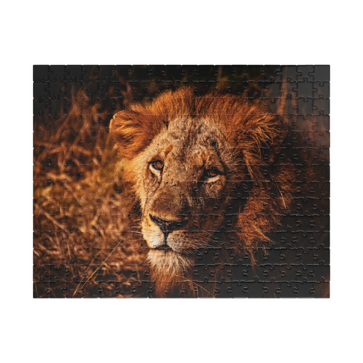 Majestic Old Lion Jigsaw Puzzle 252 pcs (Horizontal)