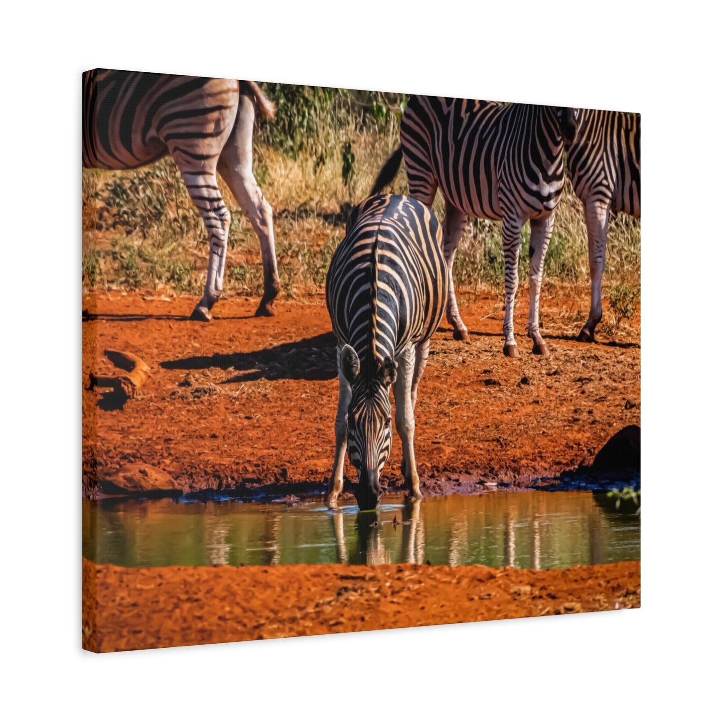 Zebra Nature Print Canvas Print