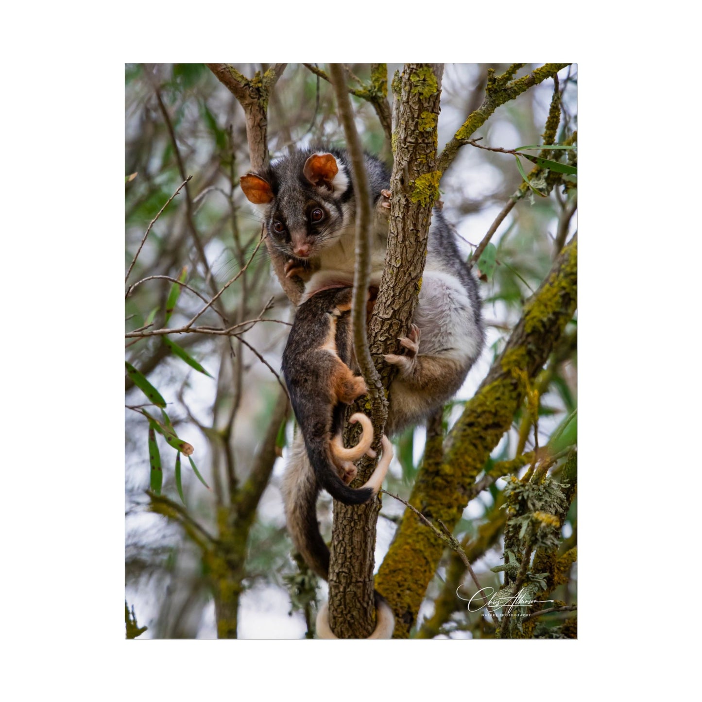 Rolled Posters - Possum and Joey 11″ x 14″ (Vertical) Semi Glossy